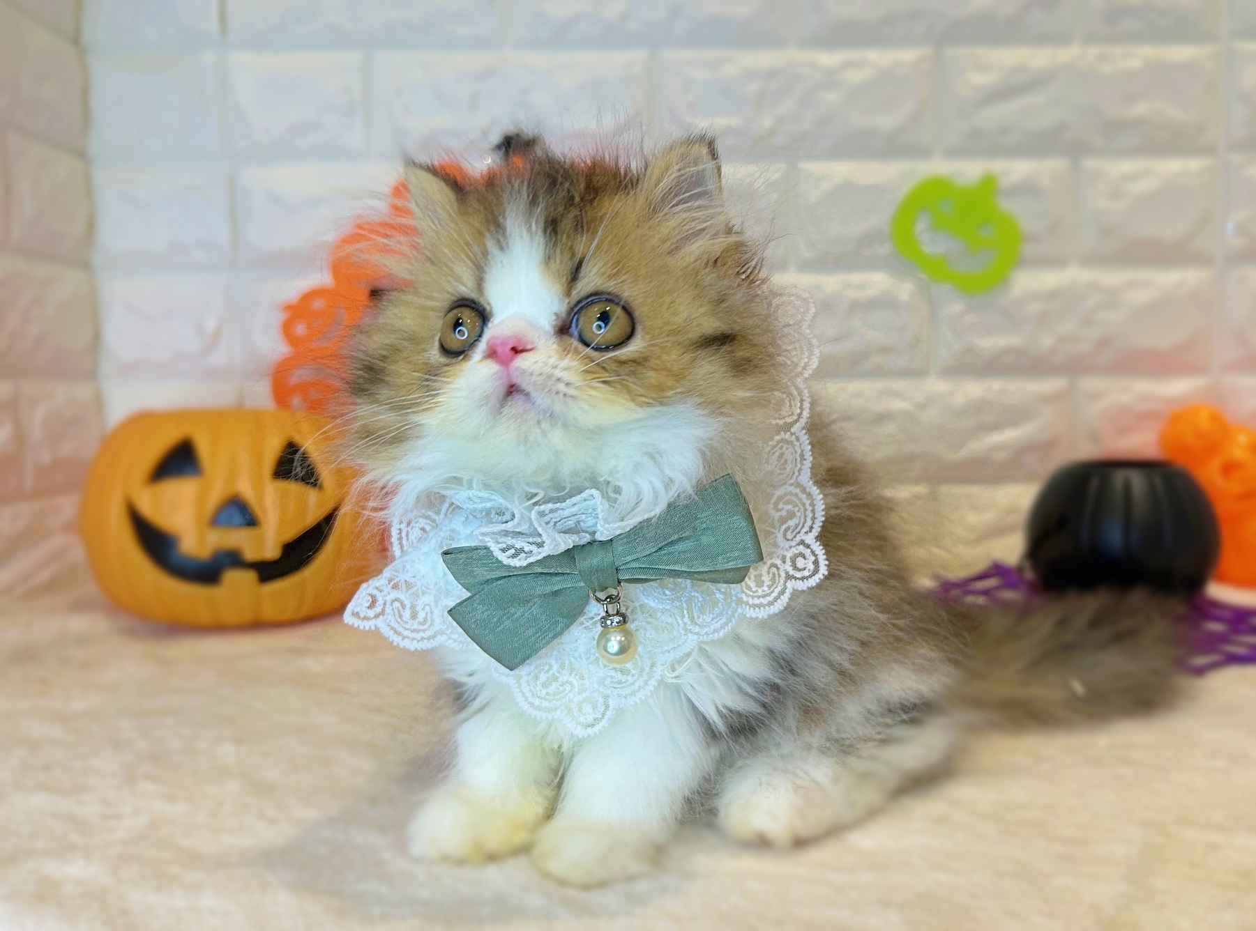 京都府のエキゾチック (ペッツワン亀岡店/2025年8月21日生まれ/男の子/ブラックタビーホワイト)の子猫の2枚目の画像