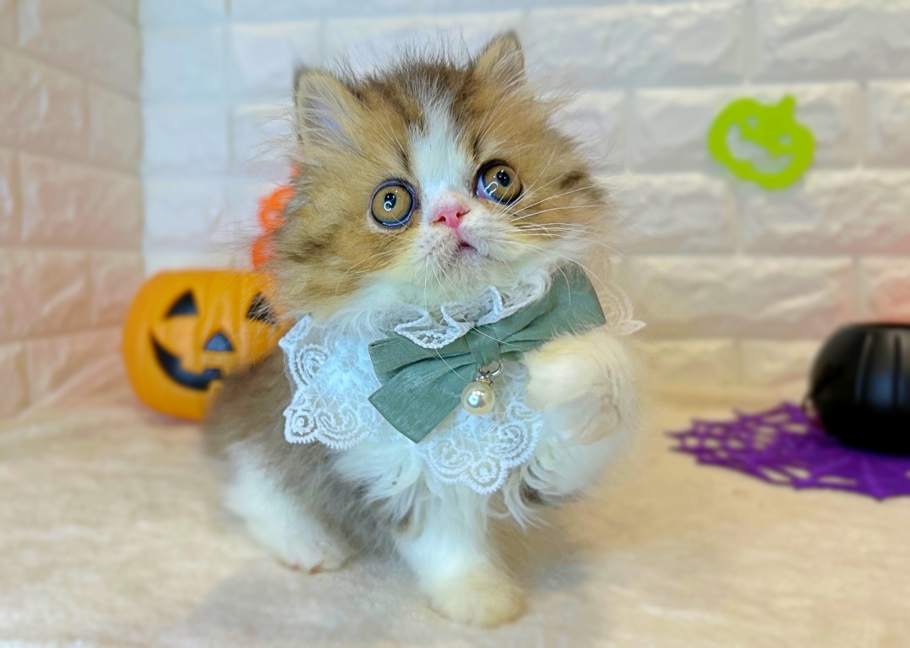 京都府のエキゾチック (ペッツワン亀岡店/2025年8月21日生まれ/男の子/ブラックタビーホワイト)の子猫の1枚目の画像