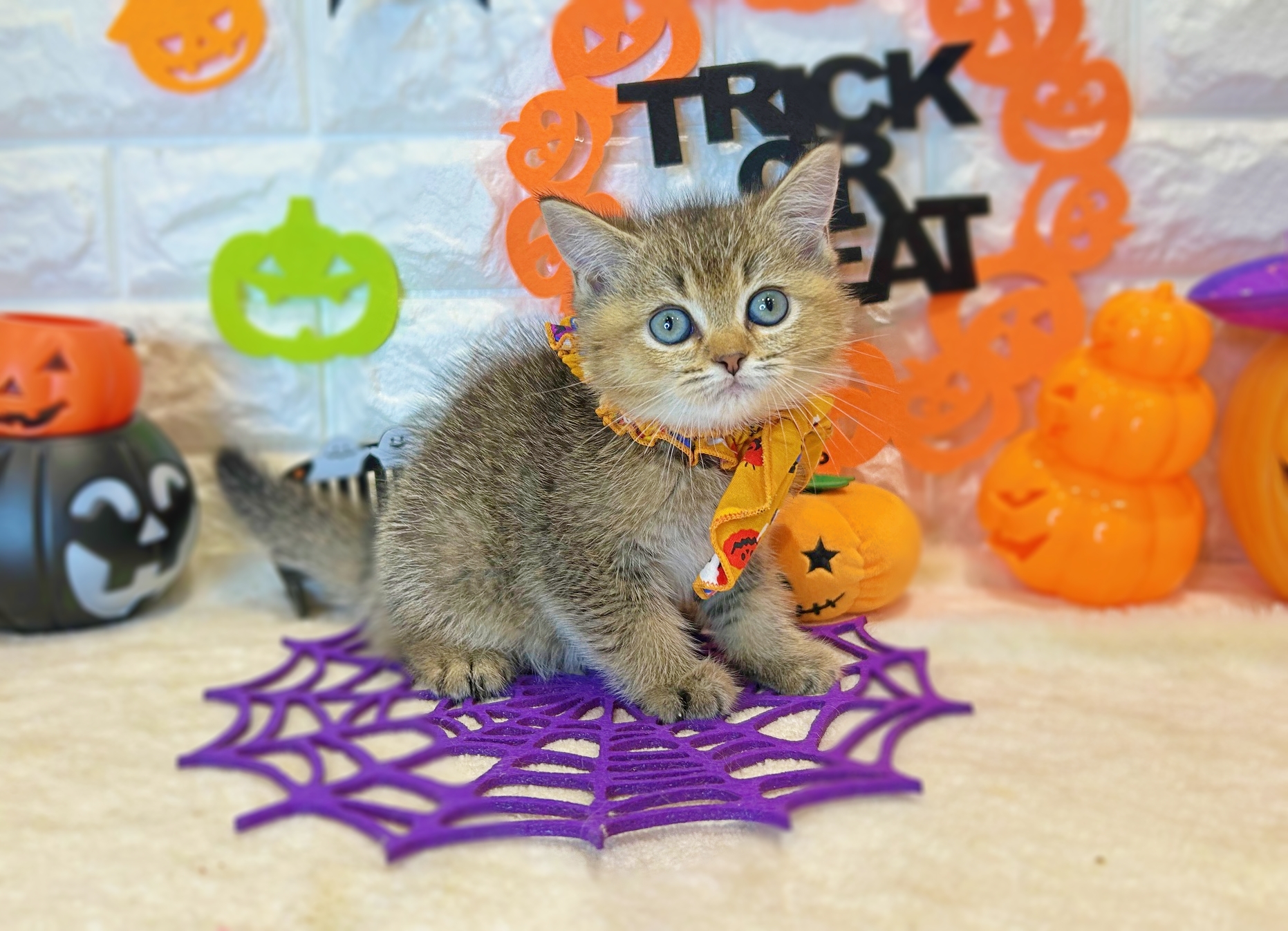 京都府のスコティッシュフォールド (ペッツワン亀岡店/2025年8月12日生まれ/男の子/ブラウンティックドタビー)の子猫の3枚目の画像