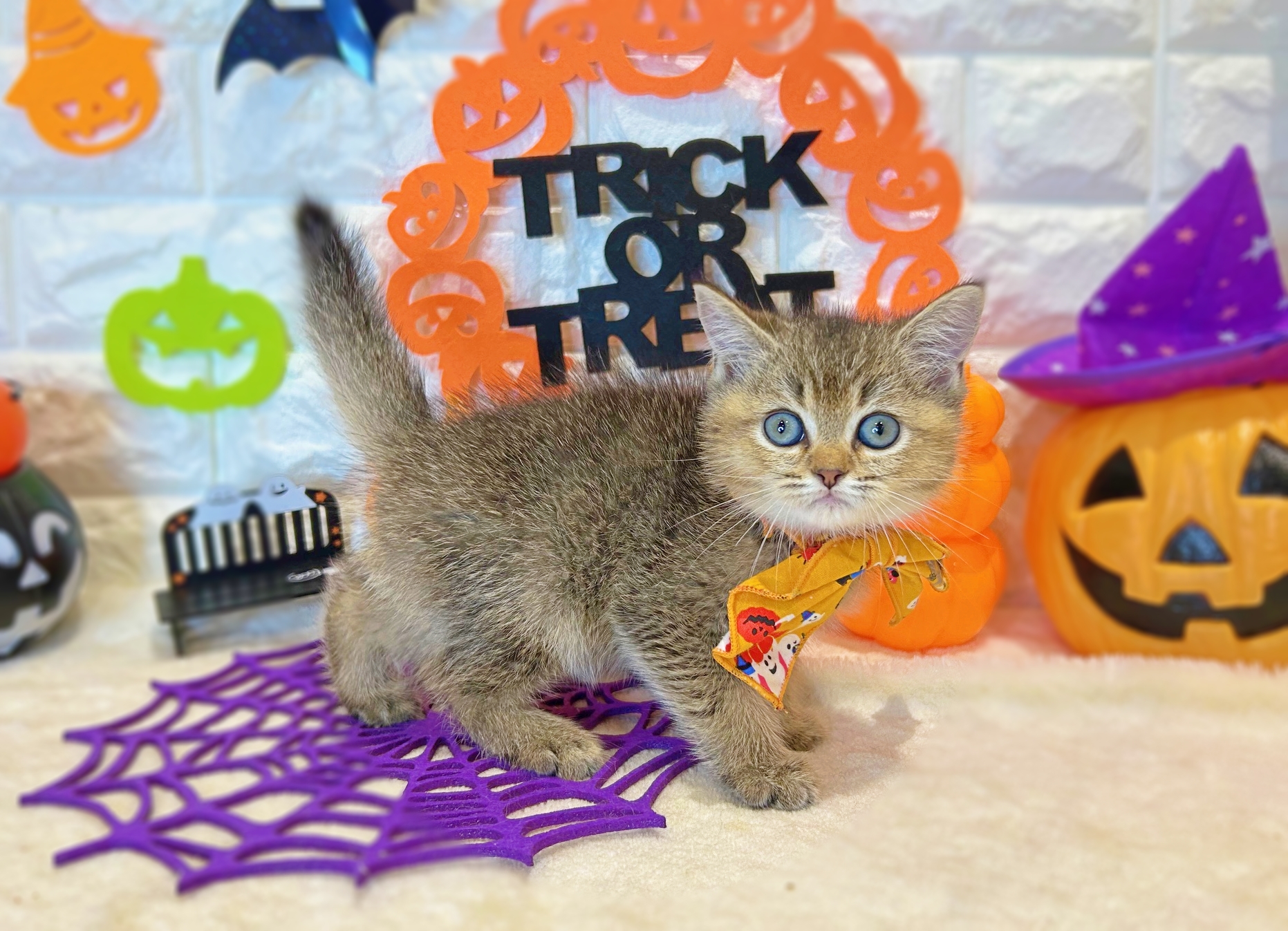 京都府のスコティッシュフォールド (ペッツワン亀岡店/2025年8月12日生まれ/男の子/ブラウンティックドタビー)の子猫の2枚目の画像