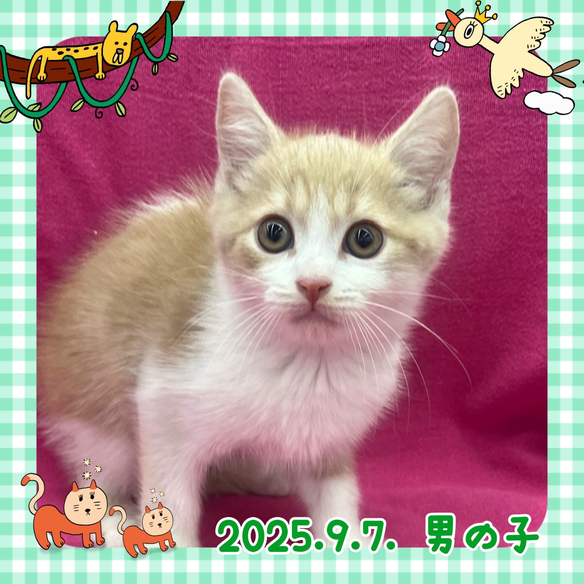 ネコ - りんかんモール店 | ペッツワン