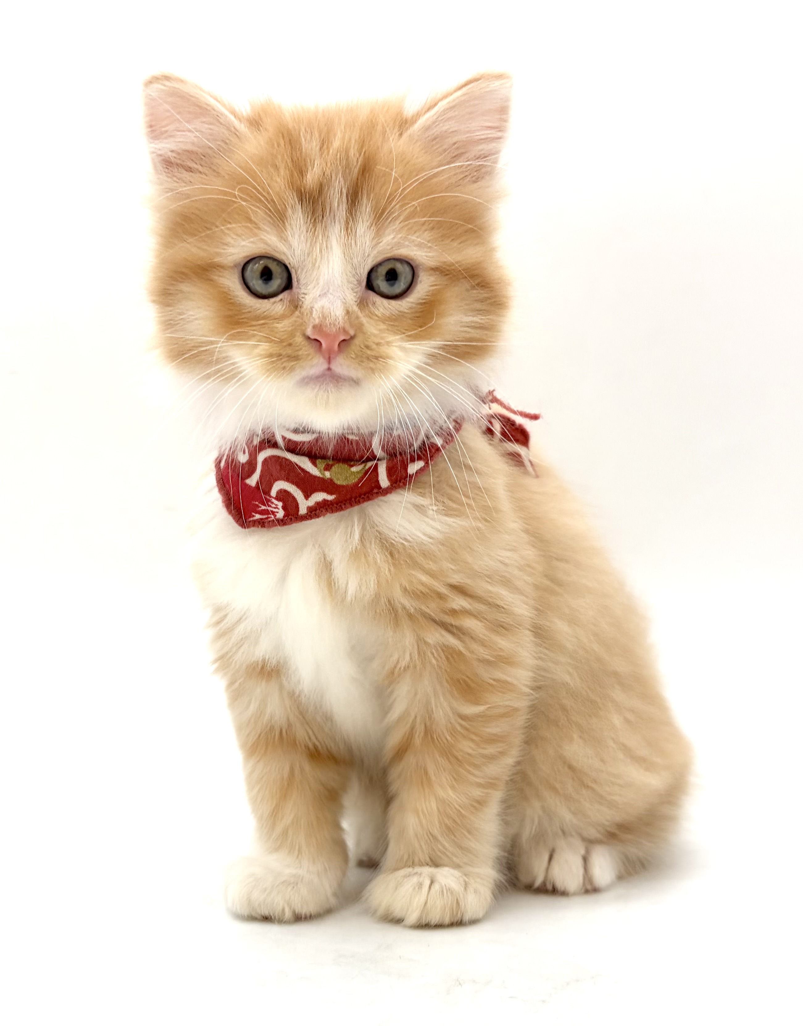 埼玉県のキンカロー (ペッツワン行田店/2025年9月8日生まれ/男の子/レッドタビーホワイト)の子猫