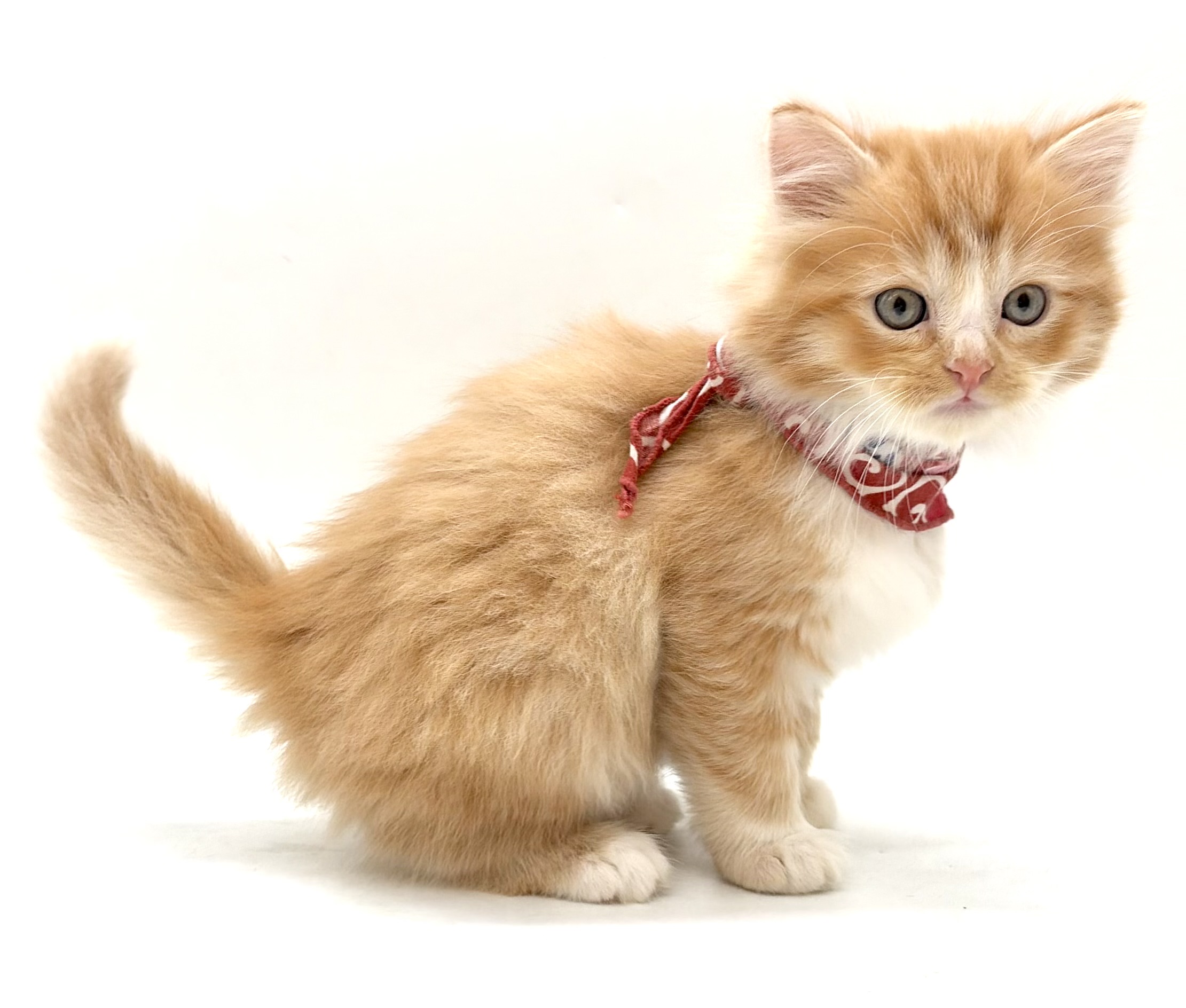 埼玉県のキンカロー (ペッツワン行田店/2025年9月8日生まれ/男の子/レッドタビーホワイト)の子猫の2枚目の画像