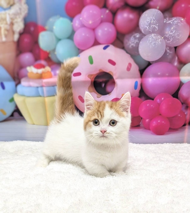 同梱値引100円❤️No.2026 レジン ペンダントトップ 猫 ネコ ねこ ♡ 同梱値引100円❤️No.2026 レジン ペンダントトップ 猫 ネコ ねこ ♡