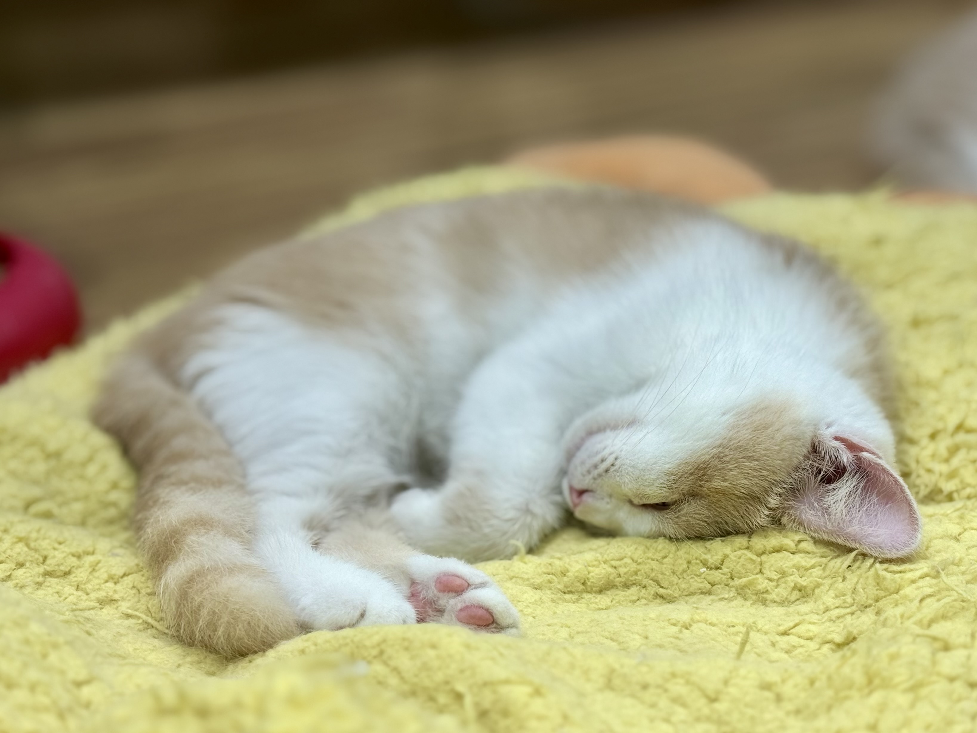 愛知県のマンチカン (ペッツワン名古屋堀田店/2025年7月30日生まれ/男の子/クリームタビーホワイト)の子猫の2枚目の画像