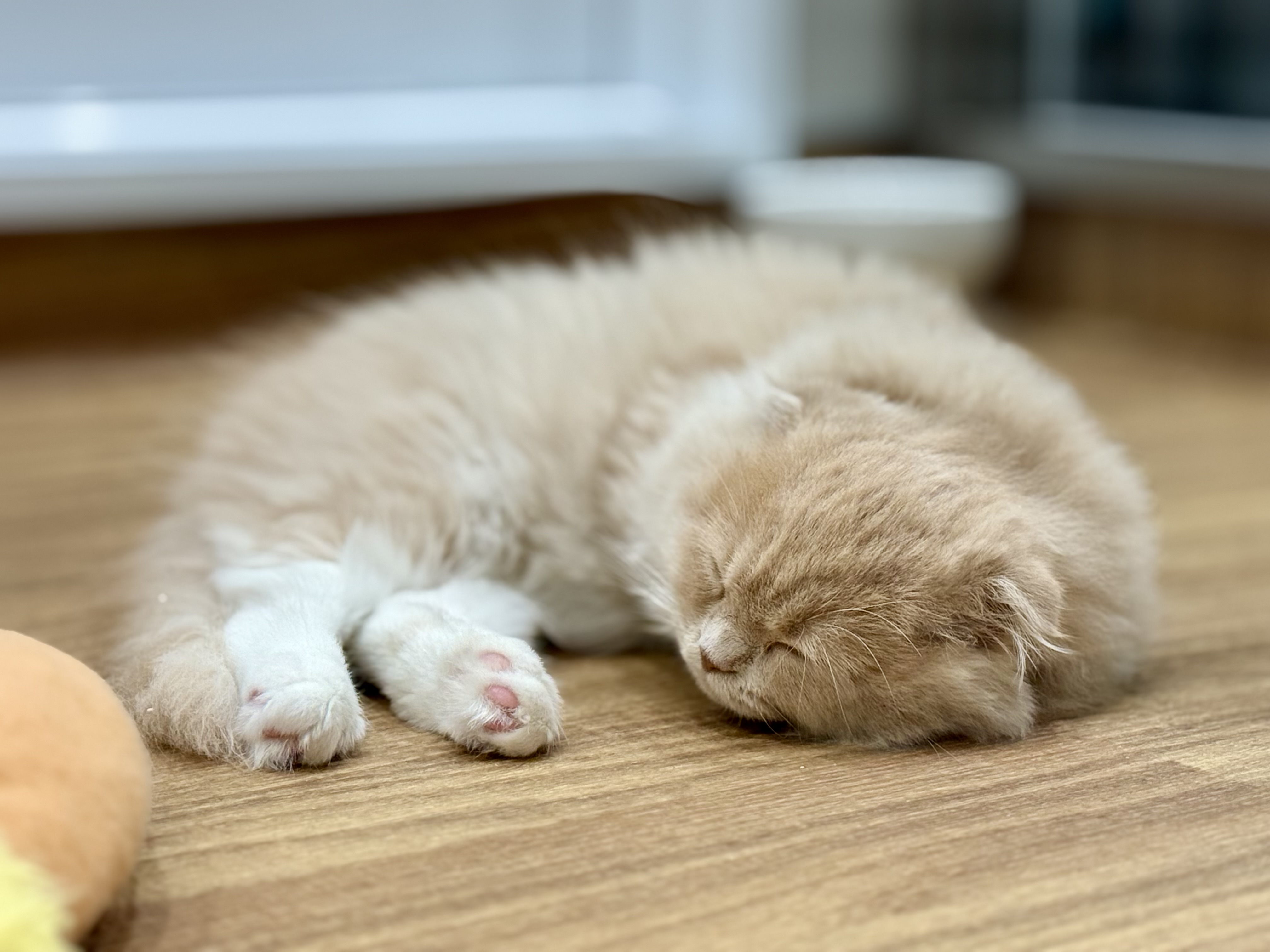 愛知県のスコティッシュフォールド (ペッツワン名古屋堀田店/2025年8月5日生まれ/女の子/クリームタビーホワイト)の子猫の2枚目の画像