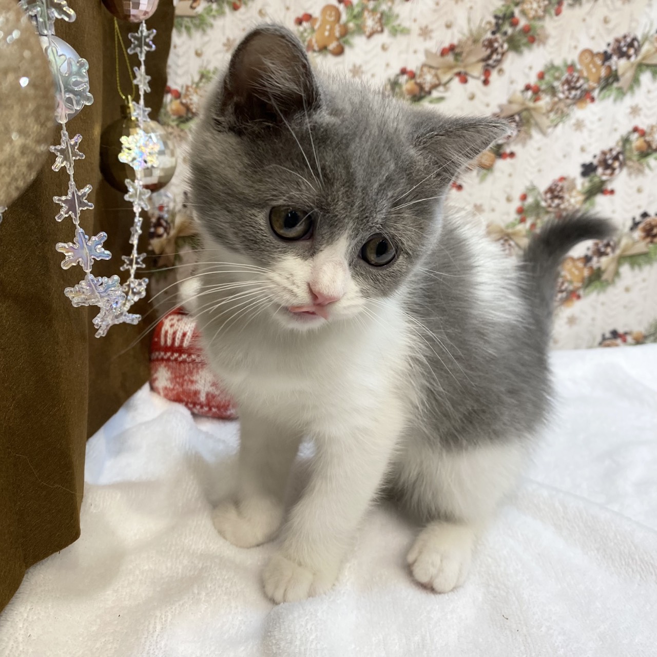 ネコ - 梓川店 事業所の名称：犬の家＆猫の里 カインズホーム梓川店