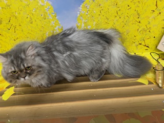 神奈川県のミヌエット (ペッツワン秦野店/2025年2月8日生まれ/男の子/ブルータビー)の子猫の2枚目の画像