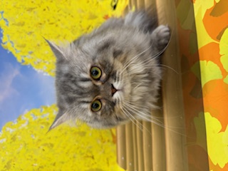 神奈川県のミヌエット (ペッツワン秦野店/2025年2月8日生まれ/男の子/ブルータビー)の子猫の1枚目の画像