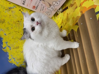 神奈川県のラガマフィン (ペッツワン秦野店/2025年2月22日生まれ/男の子/シルバータビーホワイト)の子猫の1枚目の画像