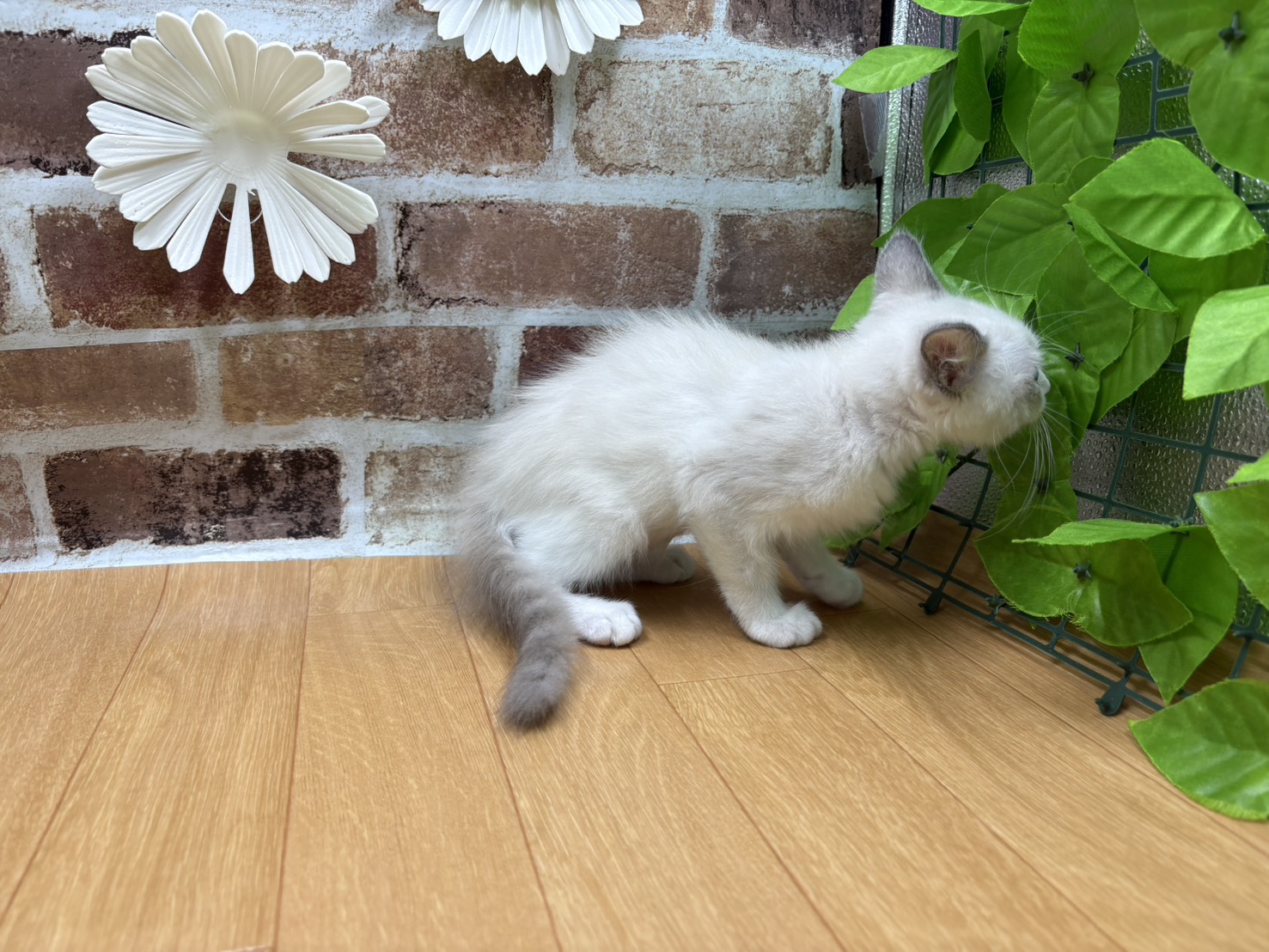 福島県のラグドール (ペッツワン白河モール店/2025年8月27日生まれ/男の子/ブルーポイントバイカラー)の子猫の2枚目の画像