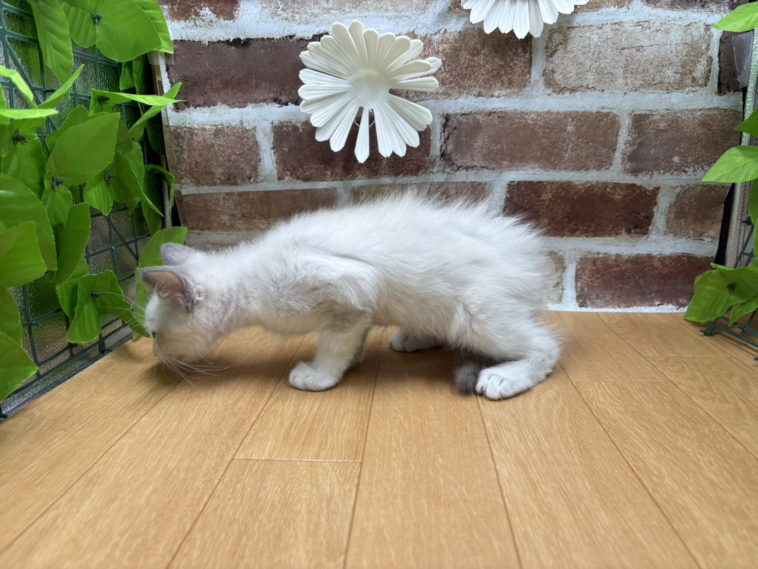 福島県のラグドール (ペッツワン白河モール店/2025年8月27日生まれ/男の子/ブルーポイントバイカラー)の子猫の3枚目の画像