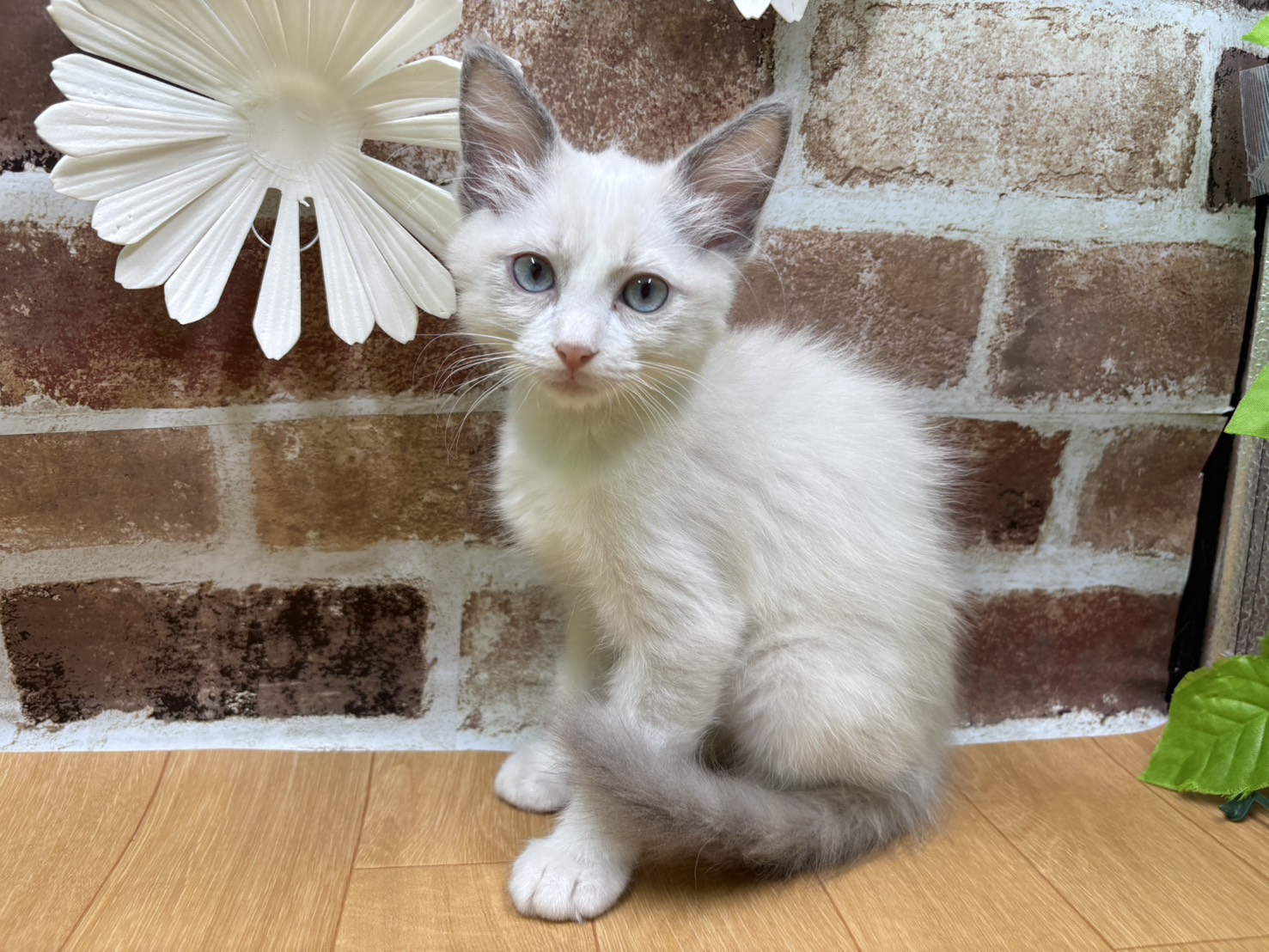 福島県のラグドール (ペッツワン白河モール店/2025年8月27日生まれ/男の子/ブルーポイントバイカラー)の子猫の1枚目の画像
