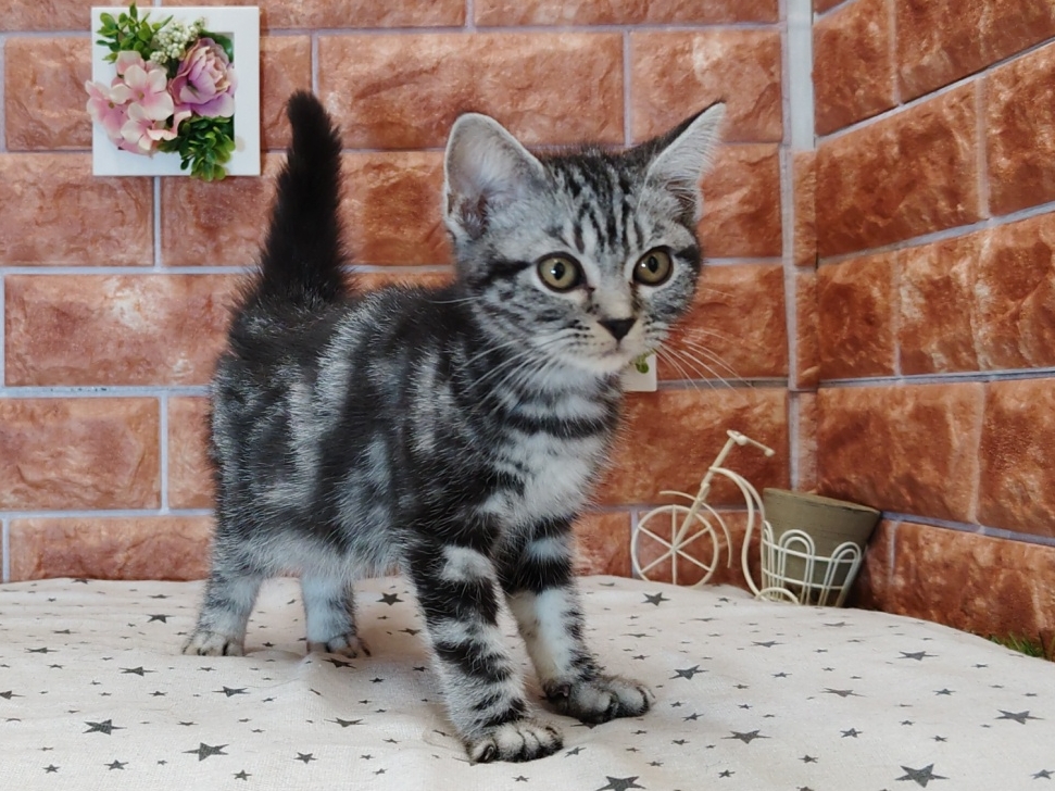 栃木県のアメリカンショートヘアー (ペッツワン今市店/2025年7月26日生まれ/女の子/シルバータビー)の子猫