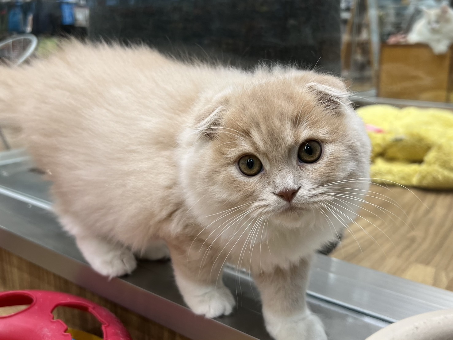 愛知県のスコティッシュフォールド (ペッツワン名古屋堀田店/2025年8月5日生まれ/女の子/クリームタビーホワイト)の子猫の3枚目の画像