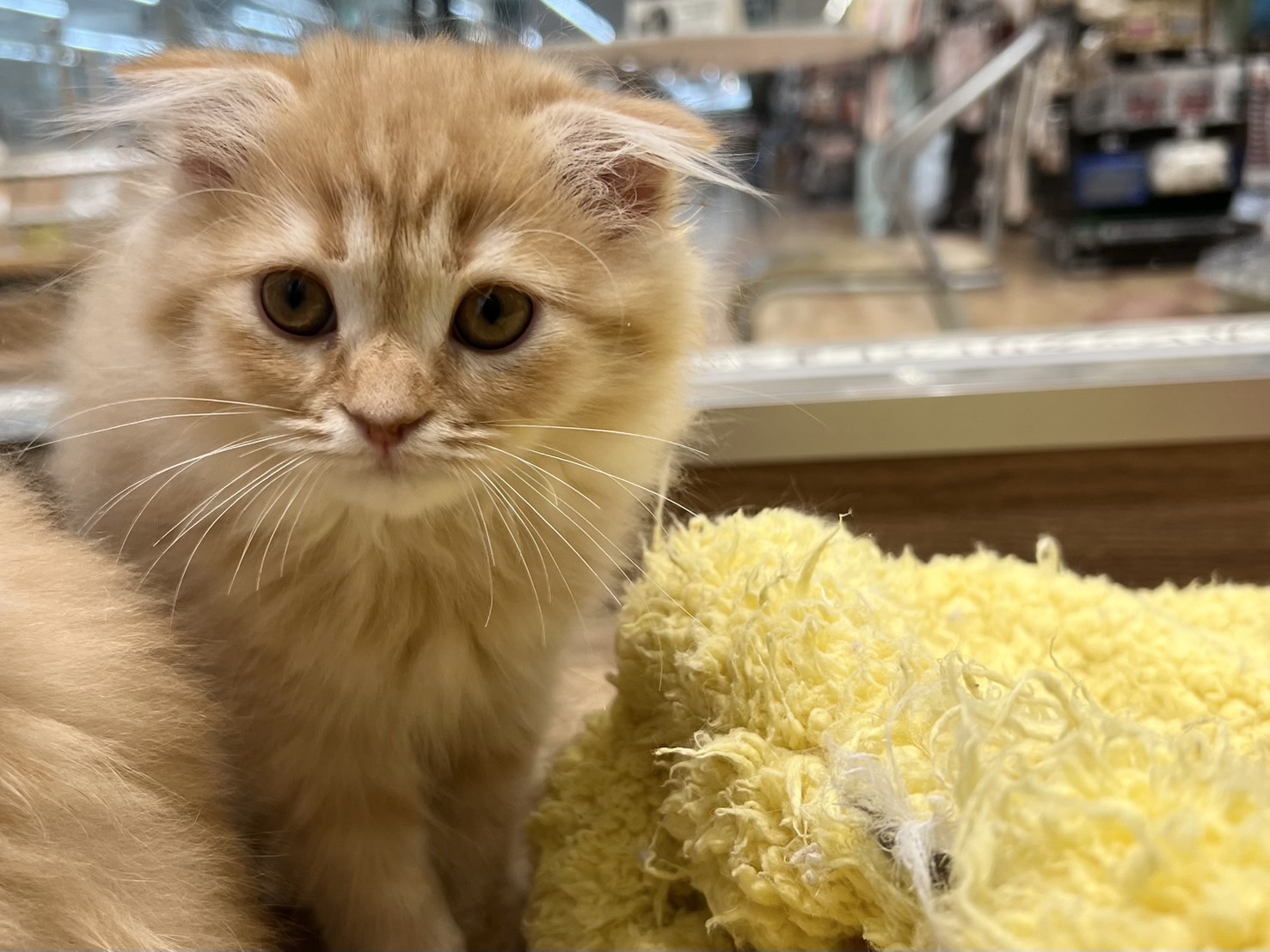 愛知県のスコティッシュフォールド (ペッツワン名古屋堀田店/2025年8月18日生まれ/女の子/レッドタビー)の子猫の2枚目の画像