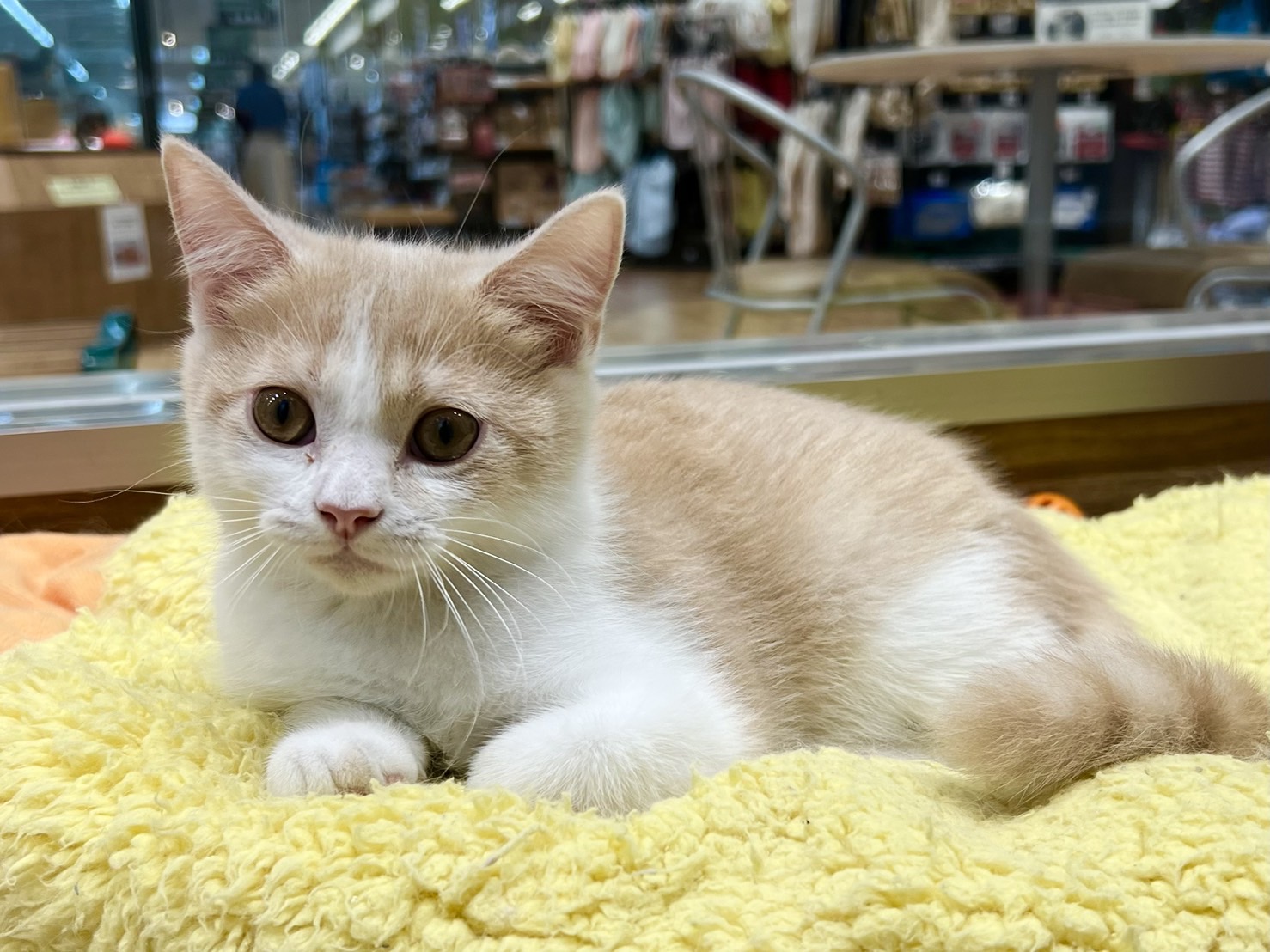 愛知県のマンチカン (ペッツワン名古屋堀田店/2025年7月30日生まれ/男の子/クリームタビーホワイト)の子猫の3枚目の画像