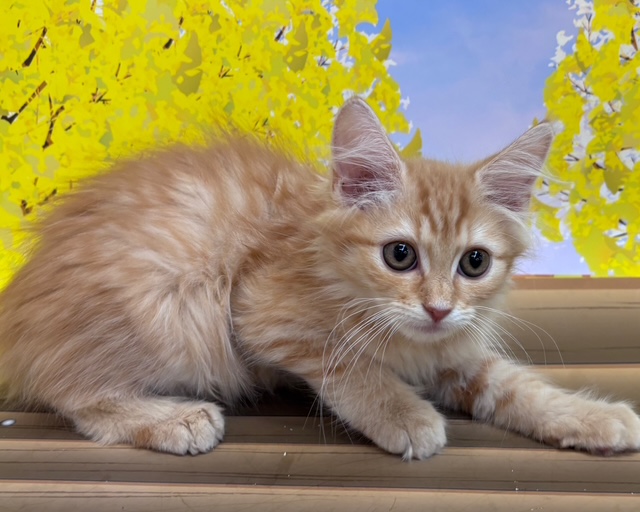 千葉県のサイベリアン (ペッツワン木更津金田店/2025年8月19日生まれ/男の子/レッドタビー)の子猫の2枚目の画像