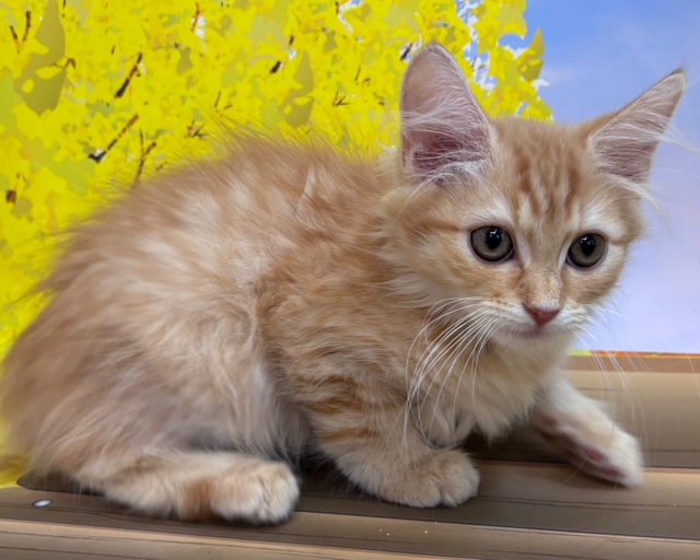 千葉県のサイベリアン (ペッツワン木更津金田店/2025年8月19日生まれ/男の子/レッドタビー)の子猫の1枚目の画像