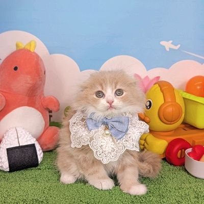 スコティッシュ・フォールド - 堅田店 | ペッツワン