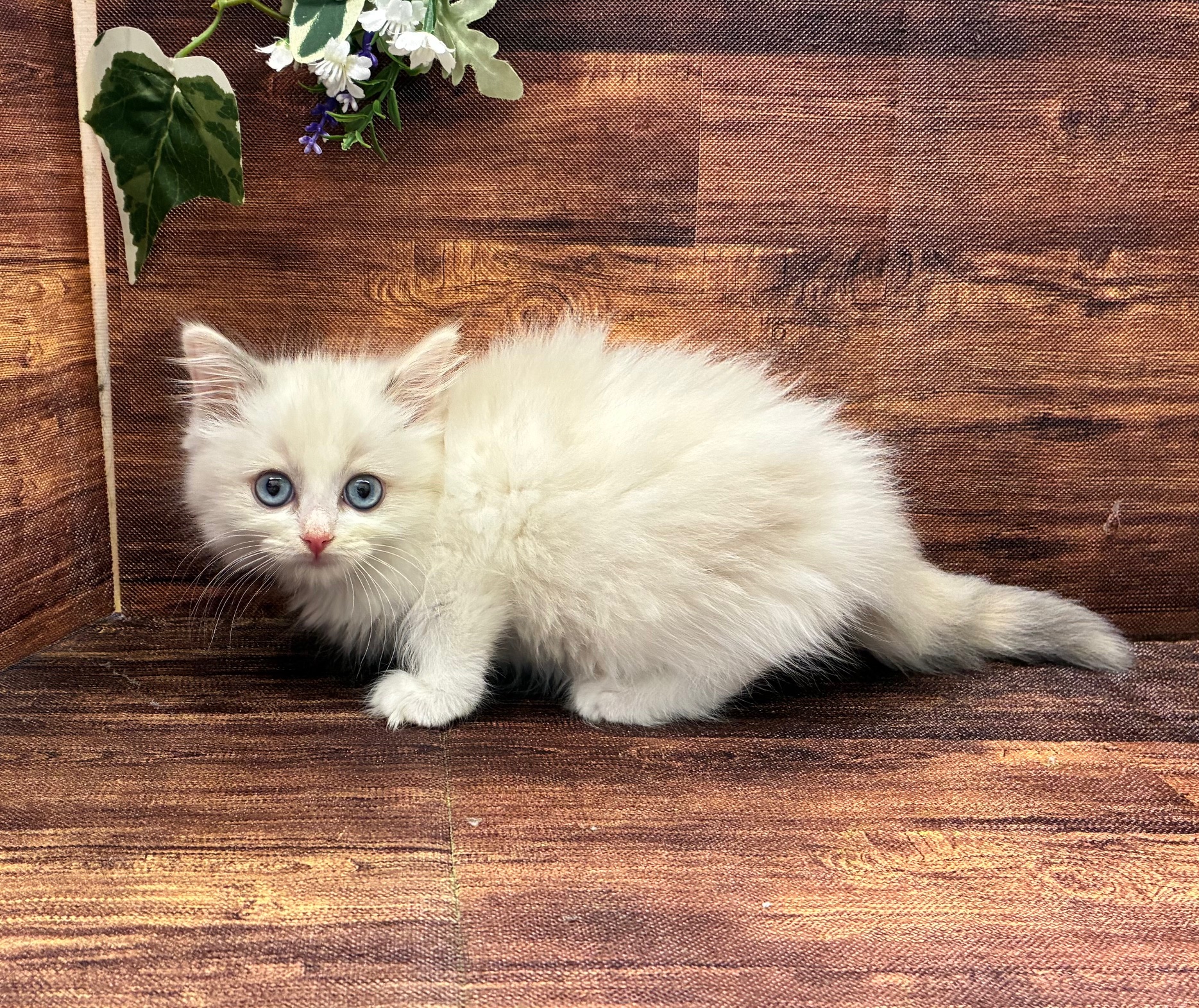 千葉県のラグドール (ペッツワン市原店/2025年9月13日生まれ/女の子/クリームポイント)の子猫の1枚目の画像