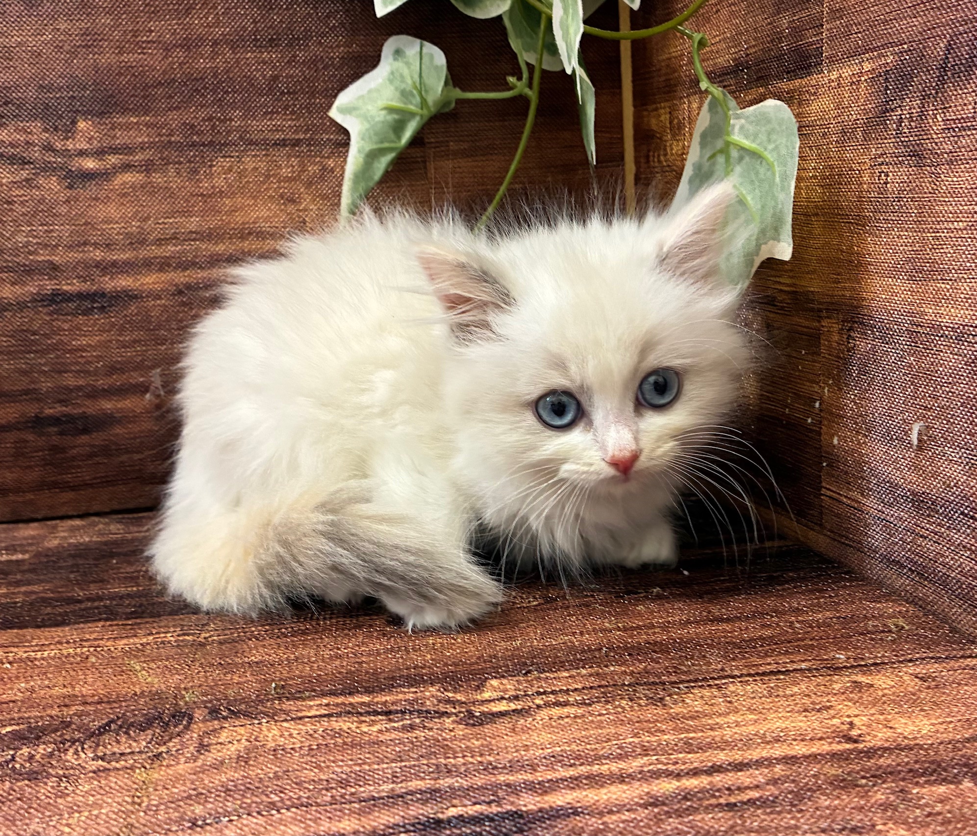 千葉県のラグドール (ペッツワン市原店/2025年9月13日生まれ/女の子/クリームポイント)の子猫の2枚目の画像