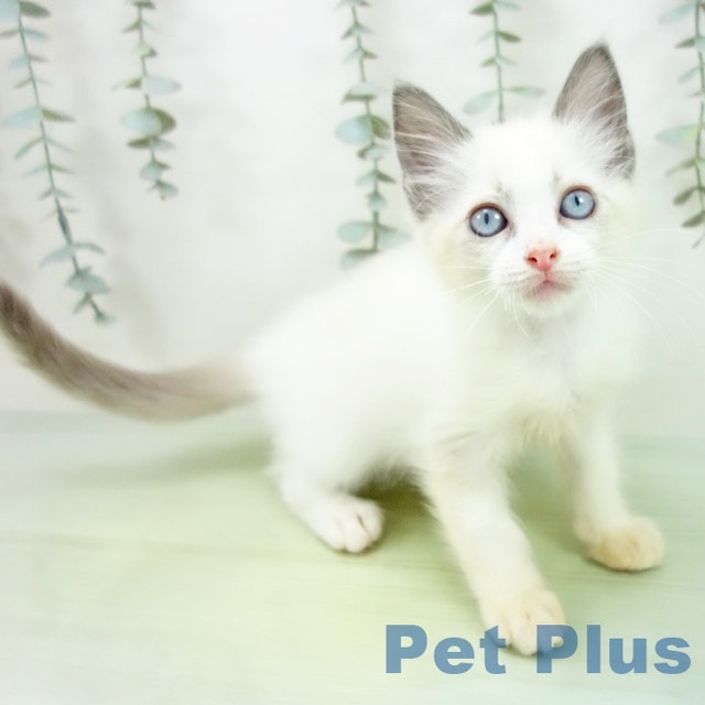 ネコ - 桑名店 | ペッツワン