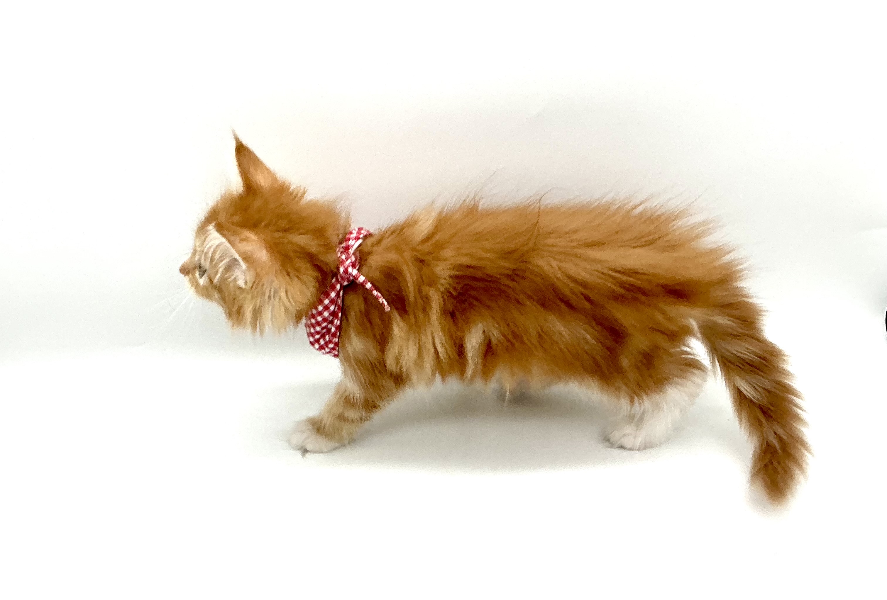 埼玉県のメインクーン (ペッツワン鶴ヶ島店/2025年9月1日生まれ/女の子/レッドタビーホワイト)の子猫の2枚目の画像