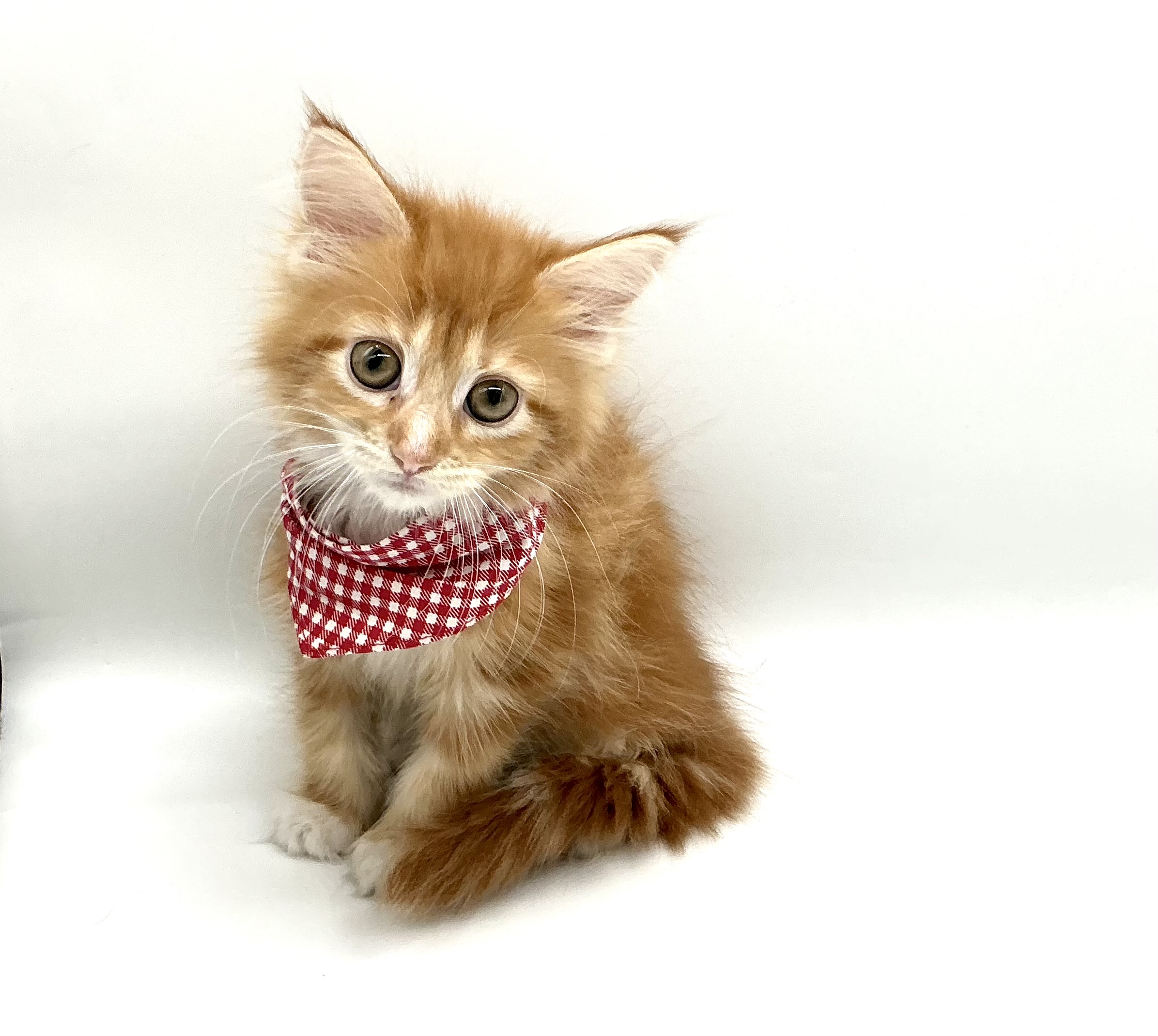 埼玉県のメインクーン (ペッツワン鶴ヶ島店/2025年9月1日生まれ/女の子/レッドタビーホワイト)の子猫の1枚目の画像