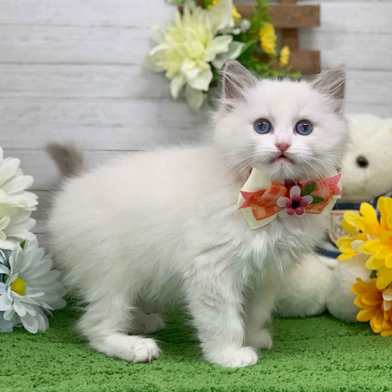 兵庫県のラグドール (ペッツワン神戸ひよどり台店/2025年9月10日生まれ/女の子/ブルーポイントバイカラー)の子猫の2枚目の画像