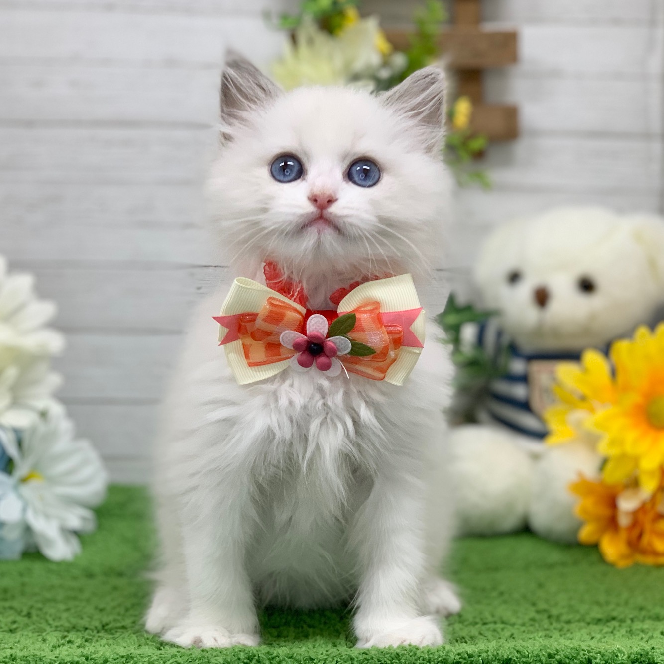 兵庫県のラグドール (ペッツワン神戸ひよどり台店/2025年9月10日生まれ/女の子/ブルーポイントバイカラー)の子猫の1枚目の画像