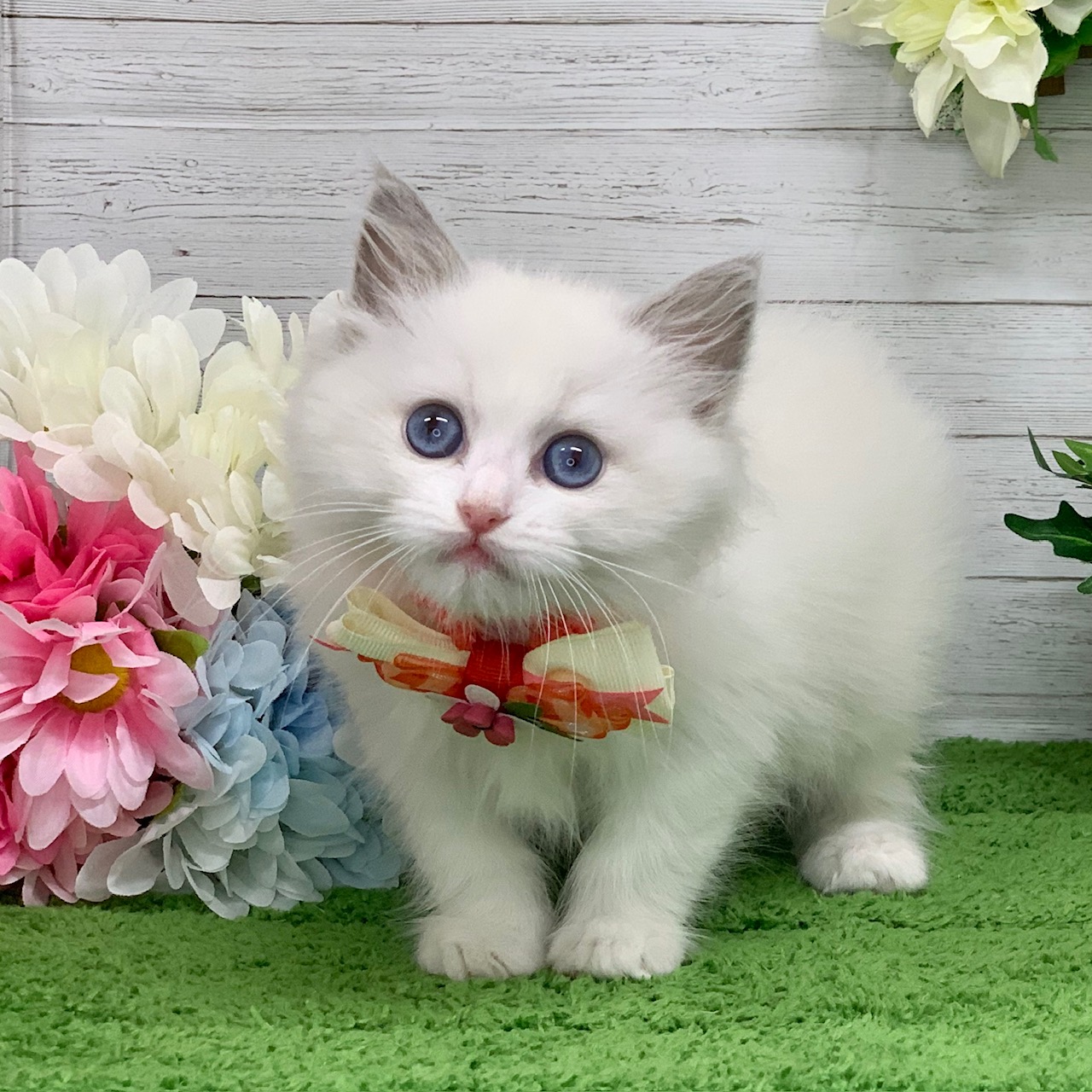 兵庫県のラグドール (ペッツワン神戸ひよどり台店/2025年9月10日生まれ/女の子/ブルーポイントバイカラー)の子猫の3枚目の画像