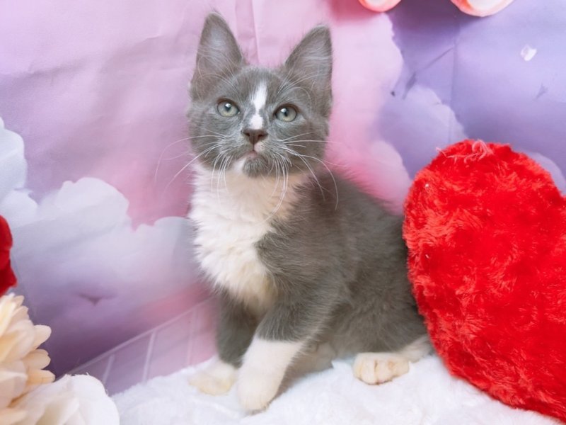 愛知県のメインクーン (ペッツワン豊田四郷店/2025年7月25日生まれ/男の子/ブルータビーホワイト)の子猫の2枚目の画像