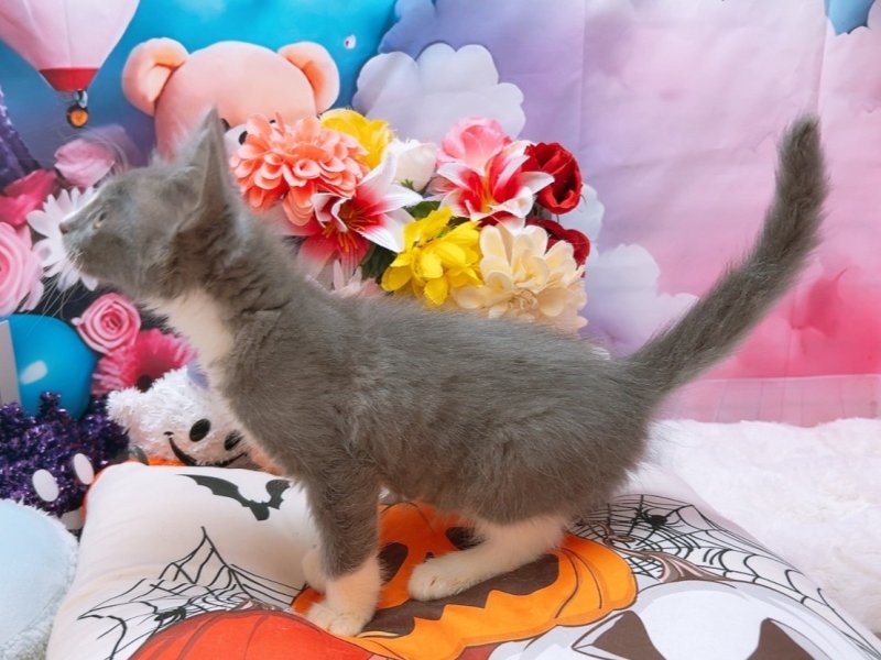 愛知県のメインクーン (ペッツワン豊田四郷店/2025年7月25日生まれ/男の子/ブルータビーホワイト)の子猫の3枚目の画像