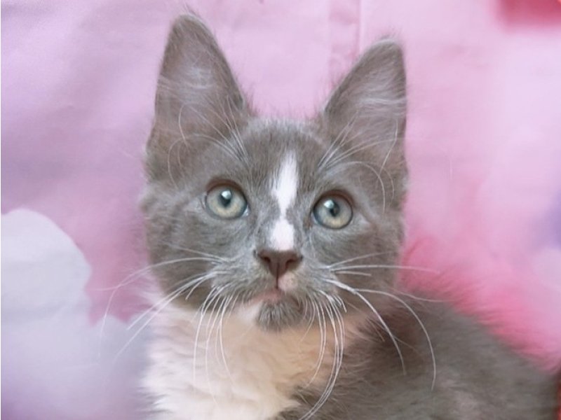 愛知県のメインクーン (ペッツワン豊田四郷店/2025年7月25日生まれ/男の子/ブルータビーホワイト)の子猫の1枚目の画像