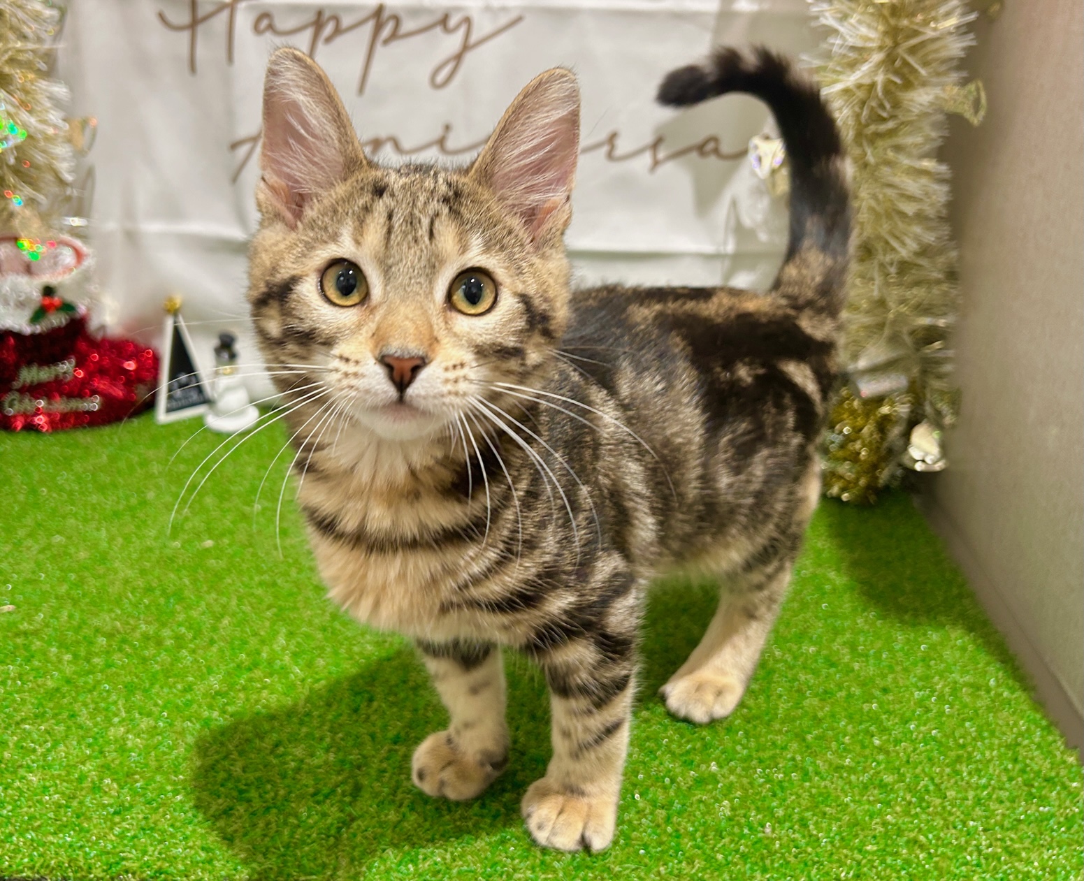 茨城県のベンガル (ペッツワン水戸店/2025年7月10日生まれ/女の子/ブラウンスポットタビー)の子猫の2枚目の画像