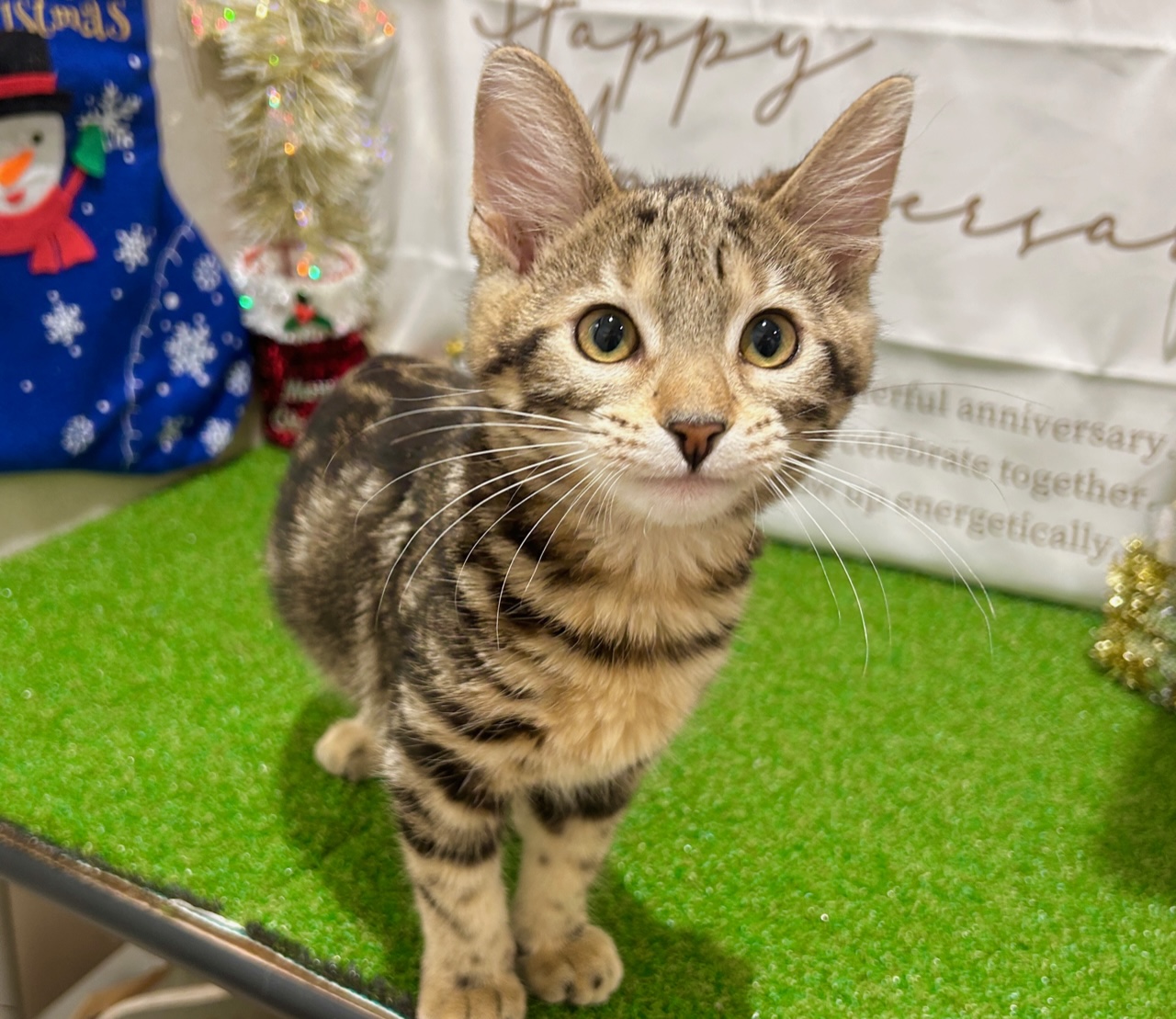 茨城県のベンガル (ペッツワン水戸店/2025年7月10日生まれ/女の子/ブラウンスポットタビー)の子猫の3枚目の画像