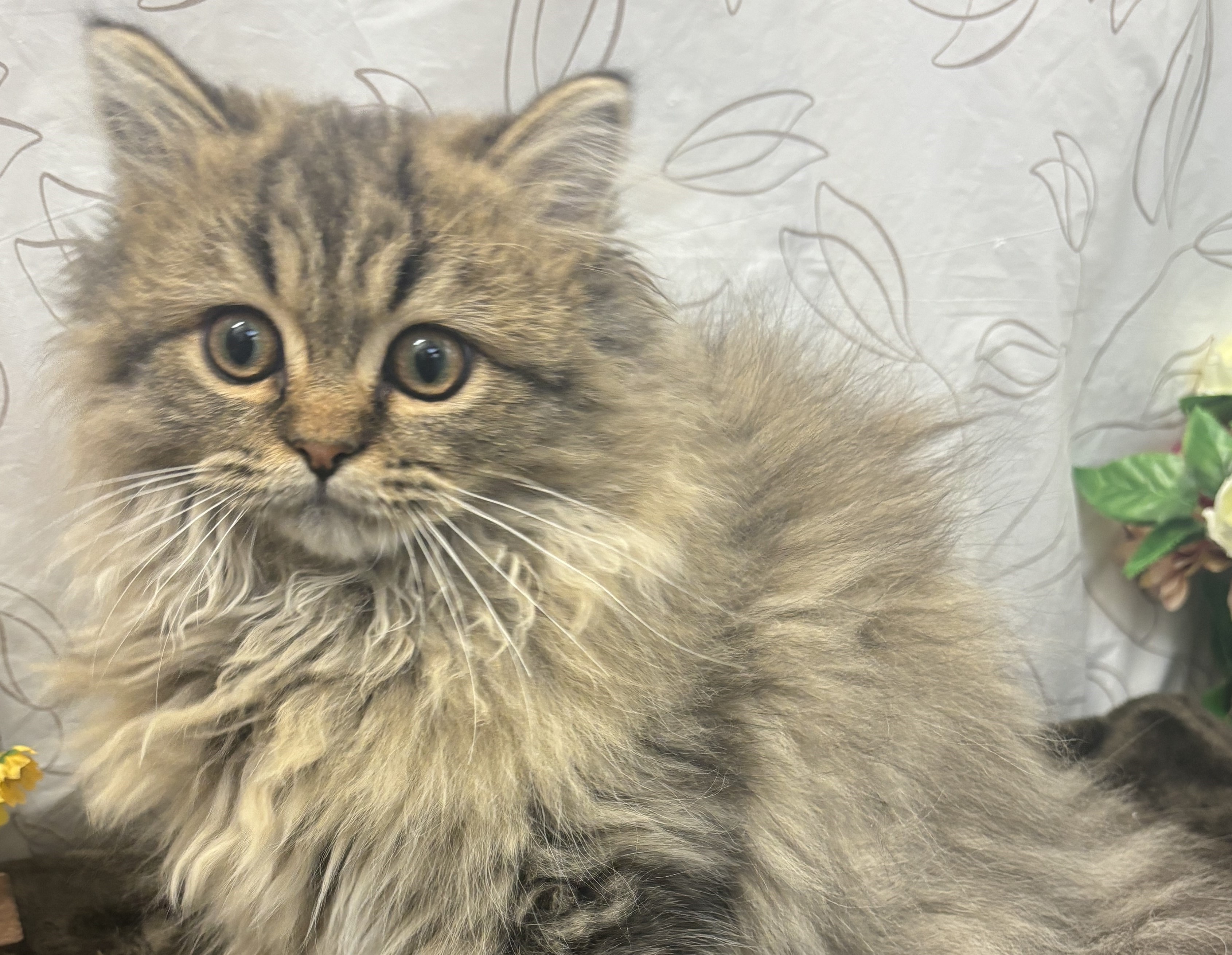 茨城県のミヌエット (ペッツワン石岡玉里店/2025年7月12日生まれ/男の子/ブラウンタビー)の子猫