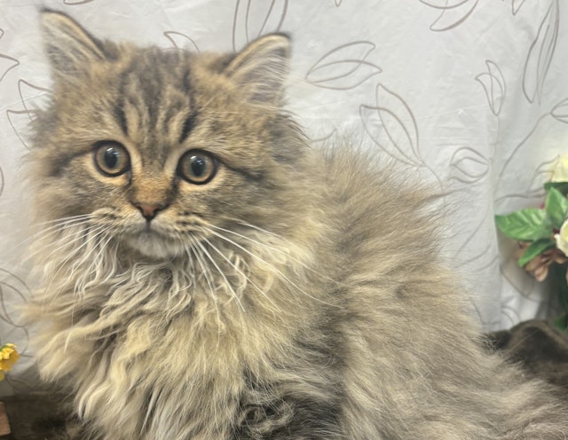 ネコ - 石岡玉里店 | ペッツワン