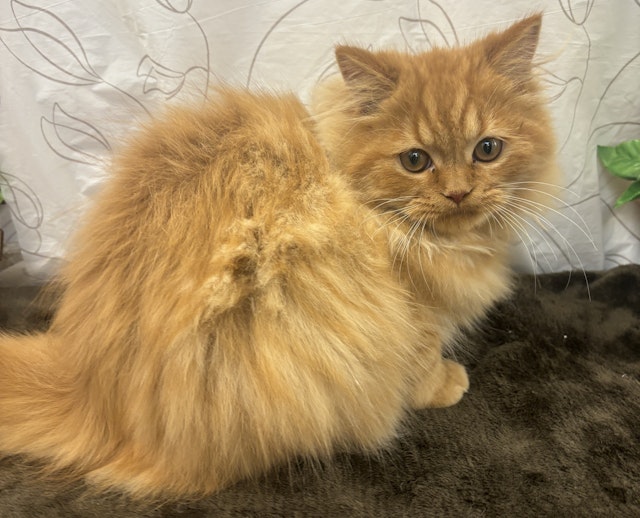 ネコ - 石岡玉里店 | ペッツワン