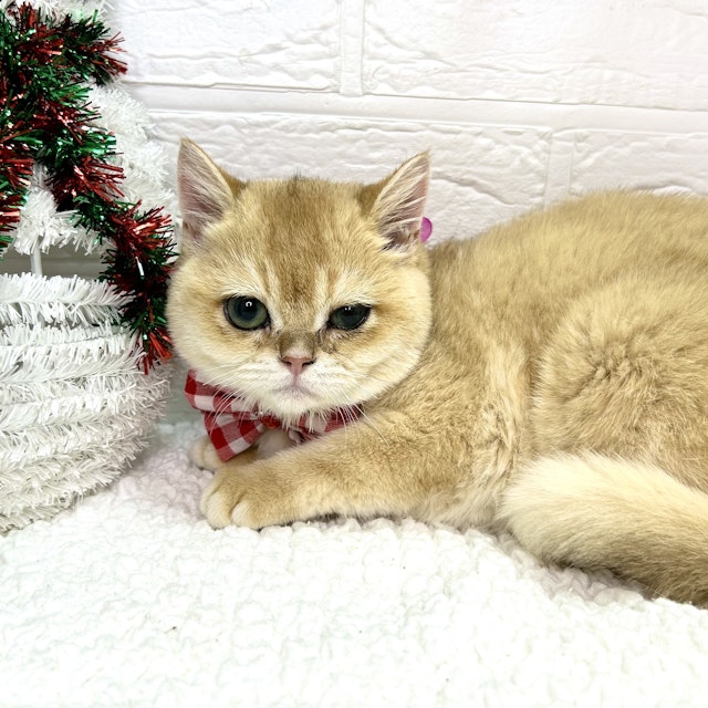 ネコ - 東大阪店 | ペッツワン