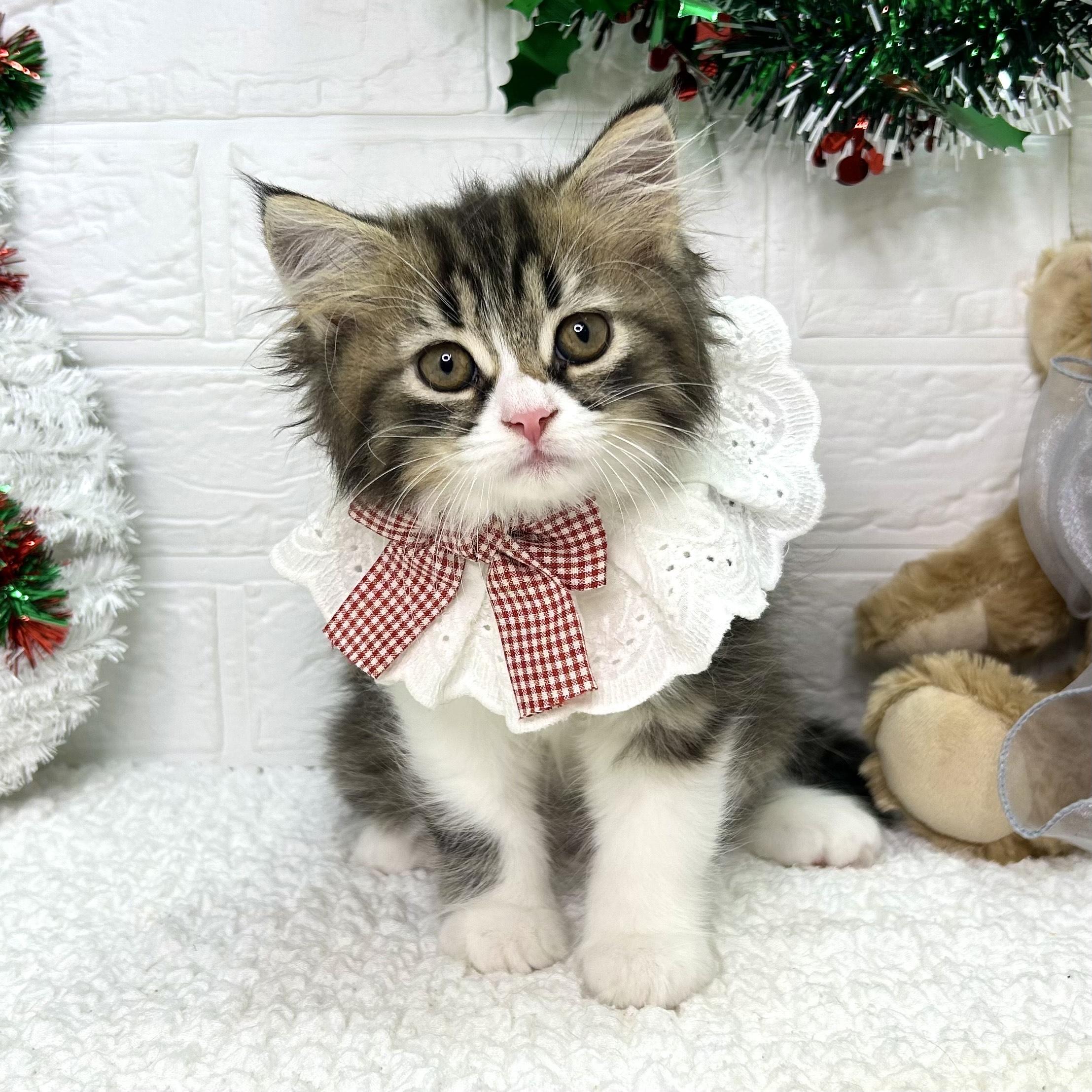 大阪府のラガマフィン (ペッツワン東大阪店/2025年9月13日生まれ/女の子/ブラウンタビーホワイト)の子猫の1枚目の画像