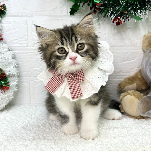 ネコ - 東大阪店 | ペッツワン