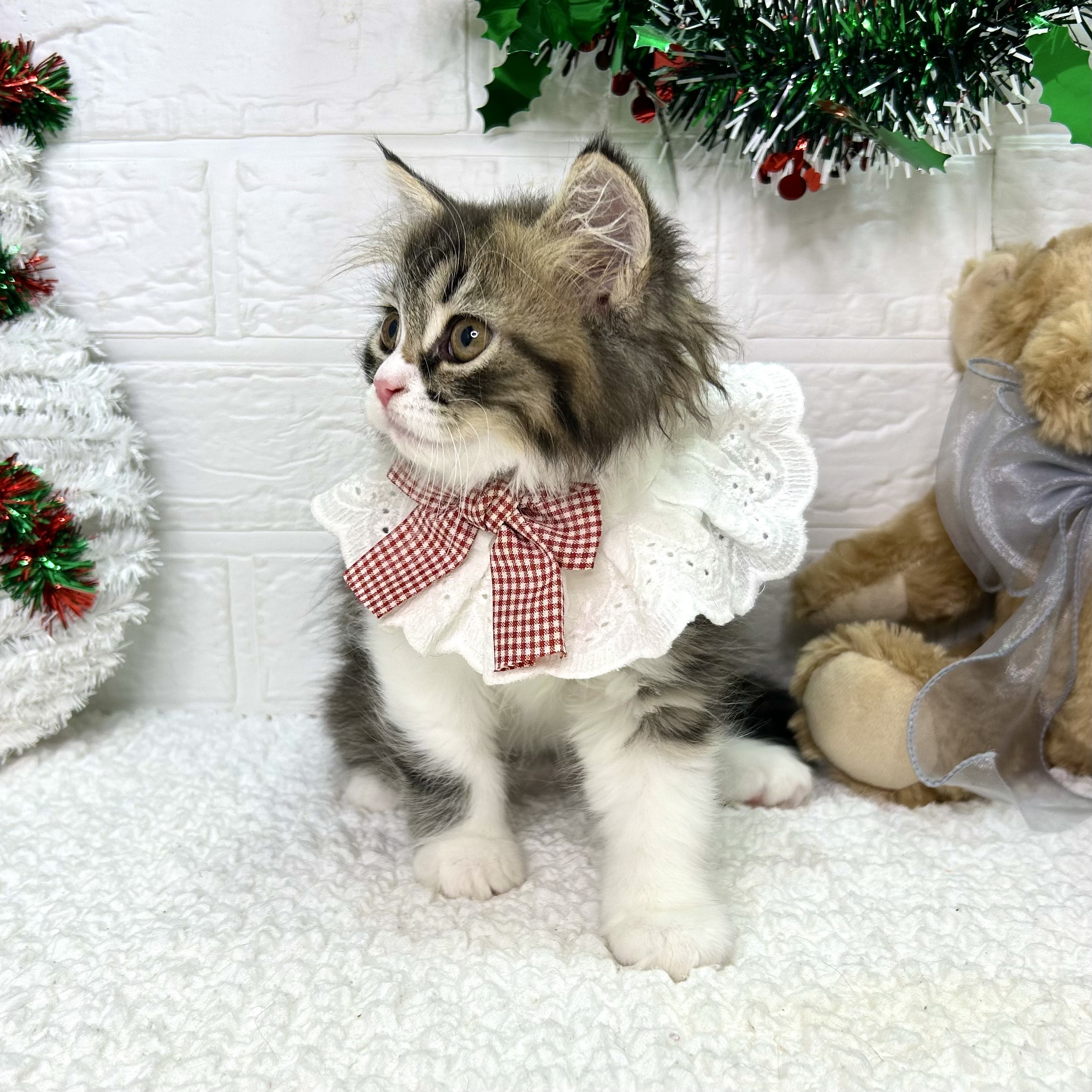 大阪府のラガマフィン (ペッツワン東大阪店/2025年9月13日生まれ/女の子/ブラウンタビーホワイト)の子猫の2枚目の画像