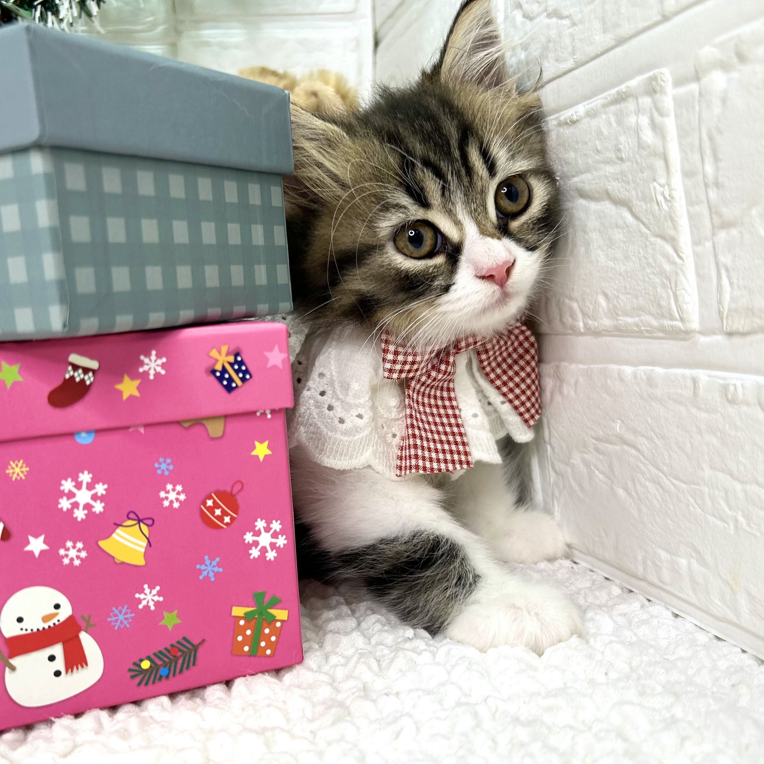 大阪府のラガマフィン (ペッツワン東大阪店/2025年9月13日生まれ/女の子/ブラウンタビーホワイト)の子猫の3枚目の画像