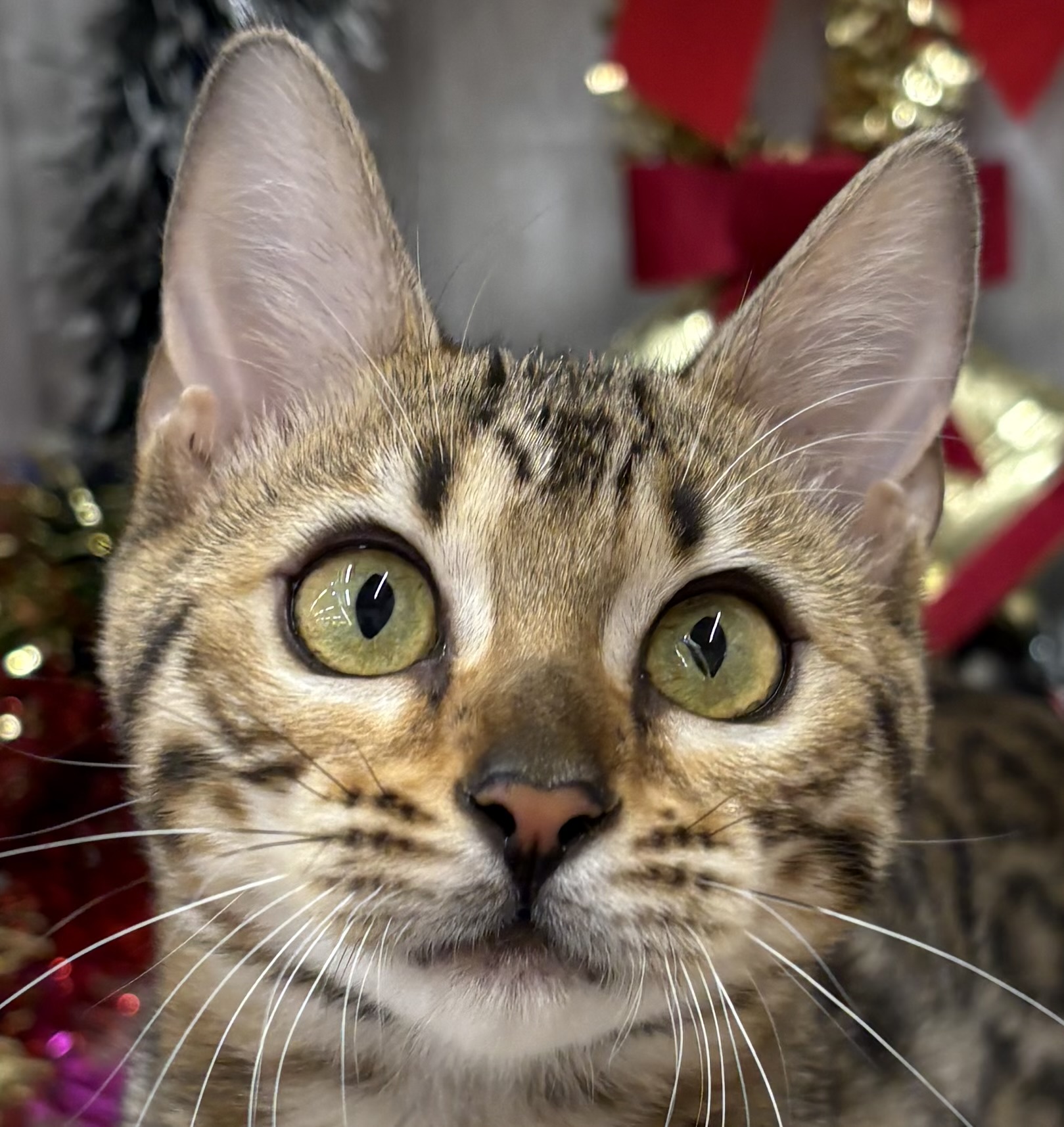 千葉県のベンガル (ペッツワン佐倉店/2025年7月18日生まれ/女の子/ブラウンスポットタビー)の子猫の1枚目の画像