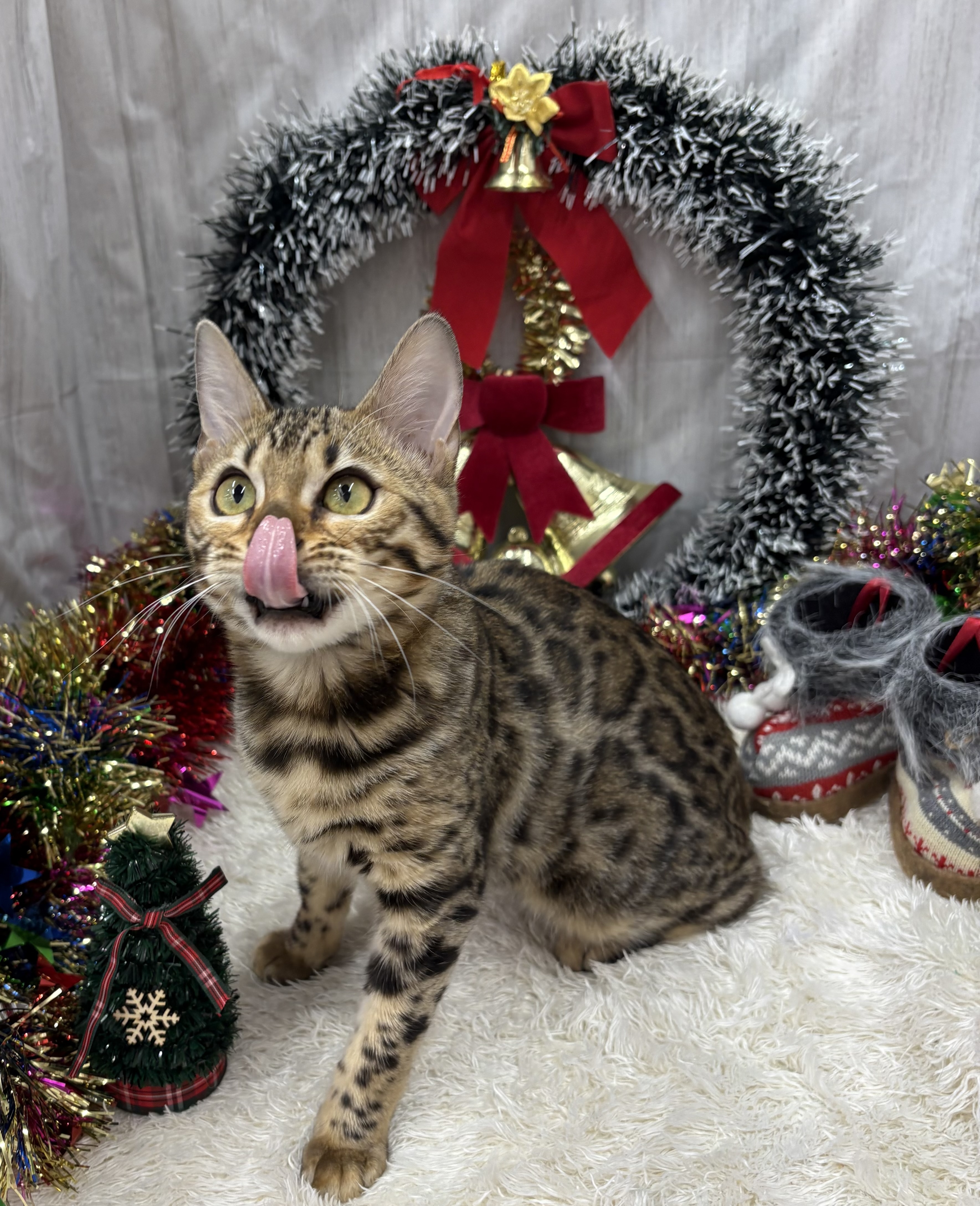 千葉県のベンガル (ペッツワン佐倉店/2025年7月18日生まれ/女の子/ブラウンスポットタビー)の子猫の2枚目の画像