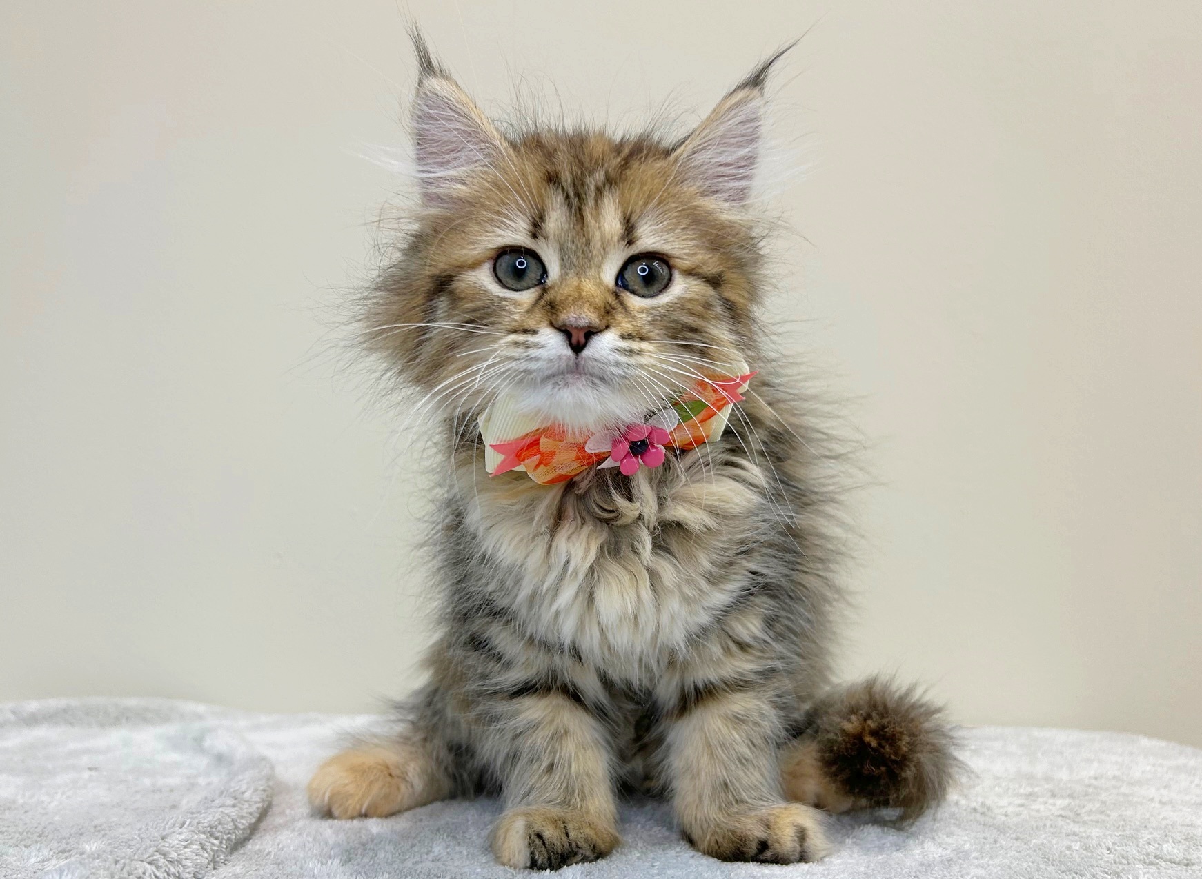 滋賀県のサイベリアン (ペッツワン堅田店/2025年8月29日生まれ/女の子/ブラウンパッチドタビー)の子猫の1枚目の画像