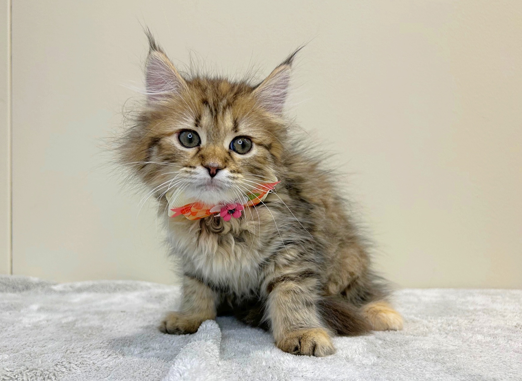 滋賀県のサイベリアン (ペッツワン堅田店/2025年8月29日生まれ/女の子/ブラウンパッチドタビー)の子猫の2枚目の画像