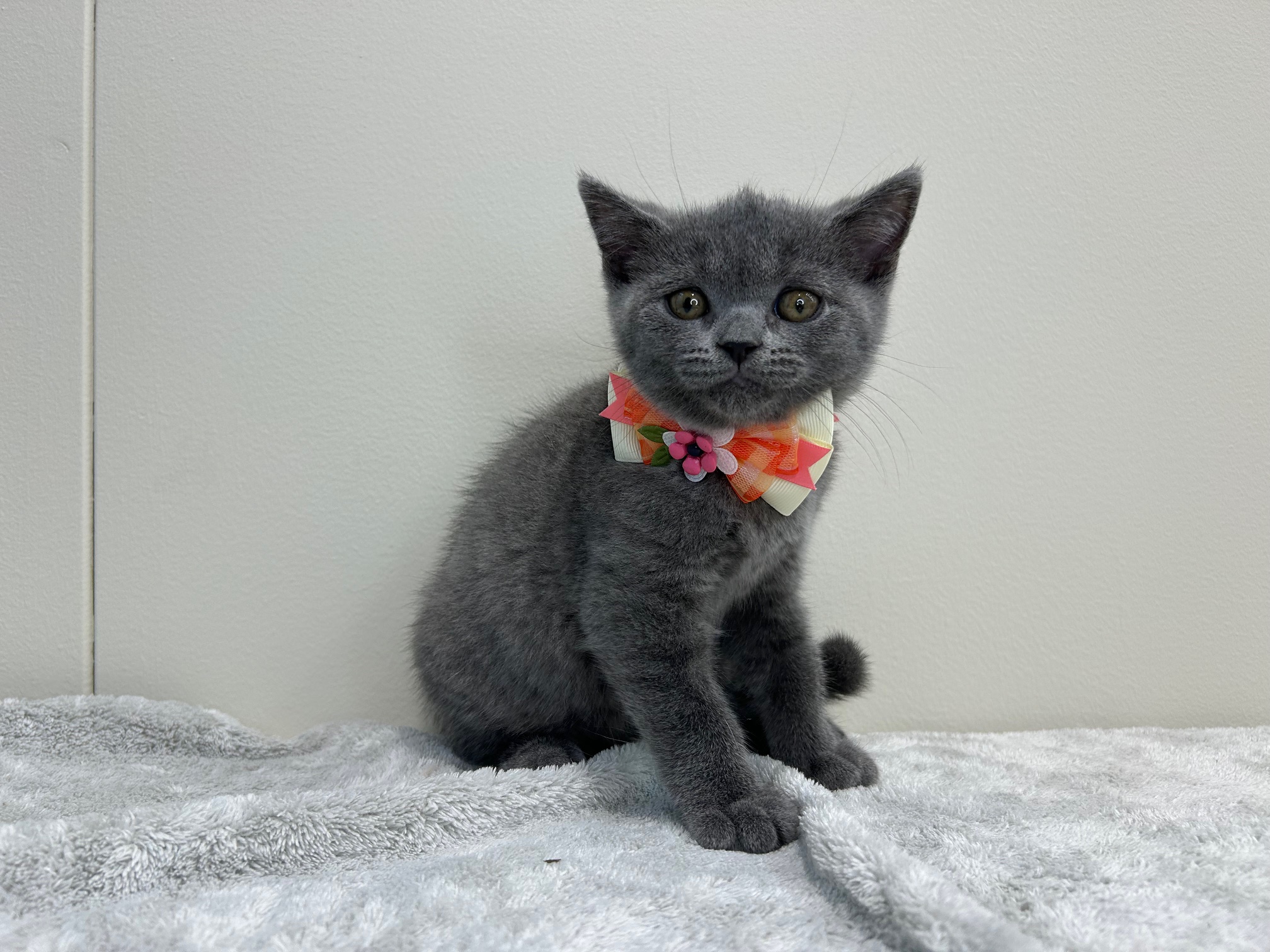 滋賀県のブリティッシュショートヘアー (ペッツワン堅田店/2025年9月2日生まれ/女の子/ブルー)の子猫の2枚目の画像